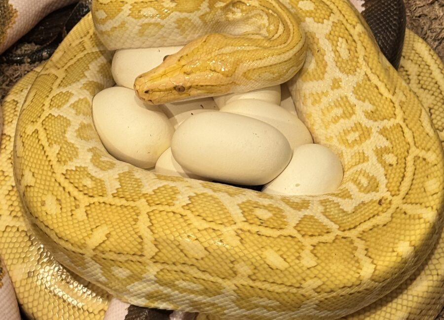 Tigerpython Granit Albino Diana