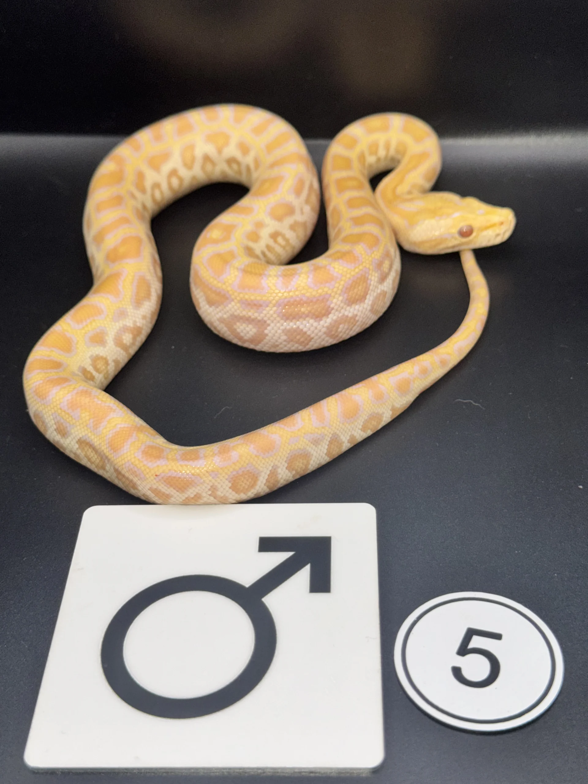 Burmese Python Albino NZ-2026-05