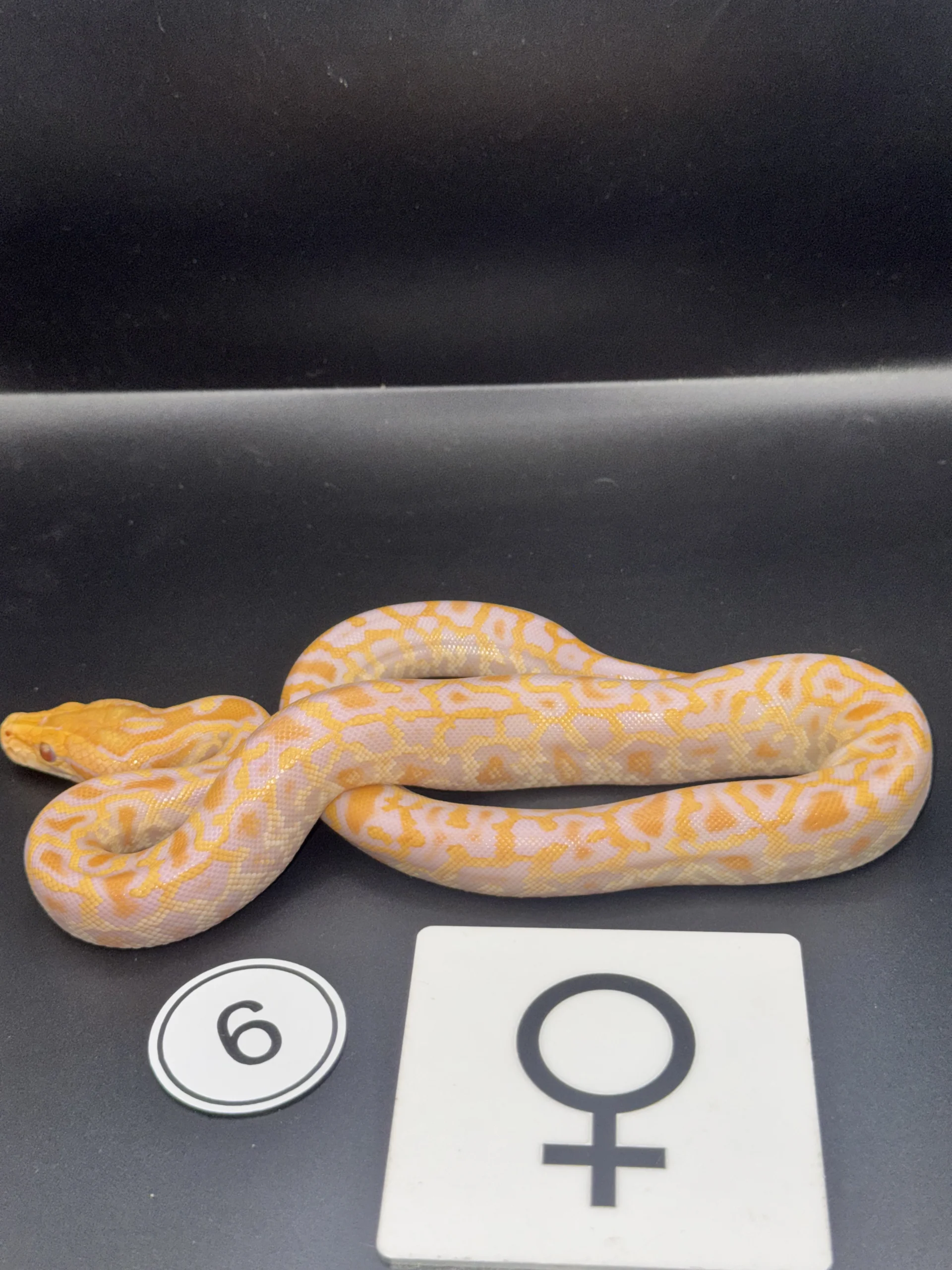 Burmese Python Albino NZ-2026-06