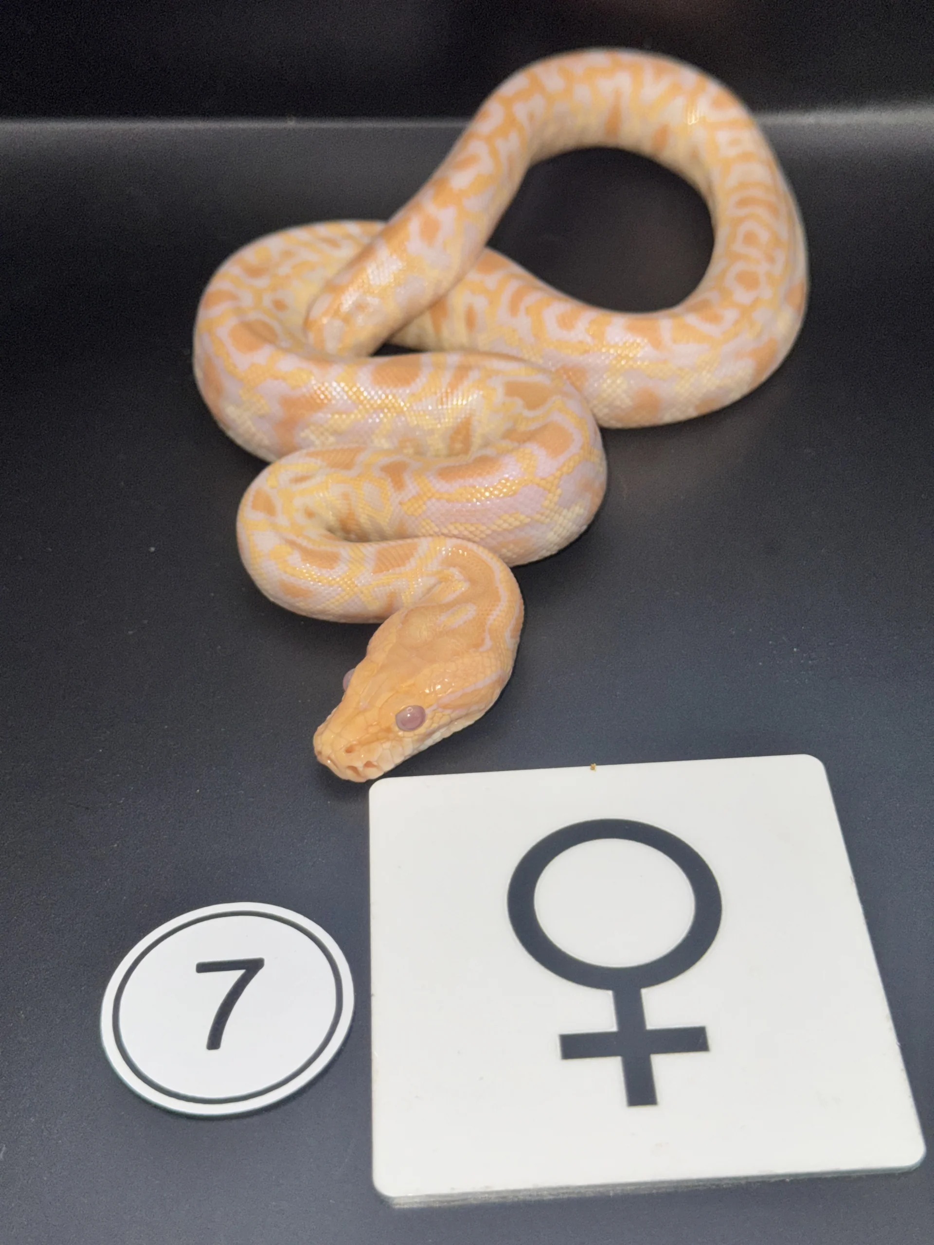 Burmese Python Albino NZ-2026-07
