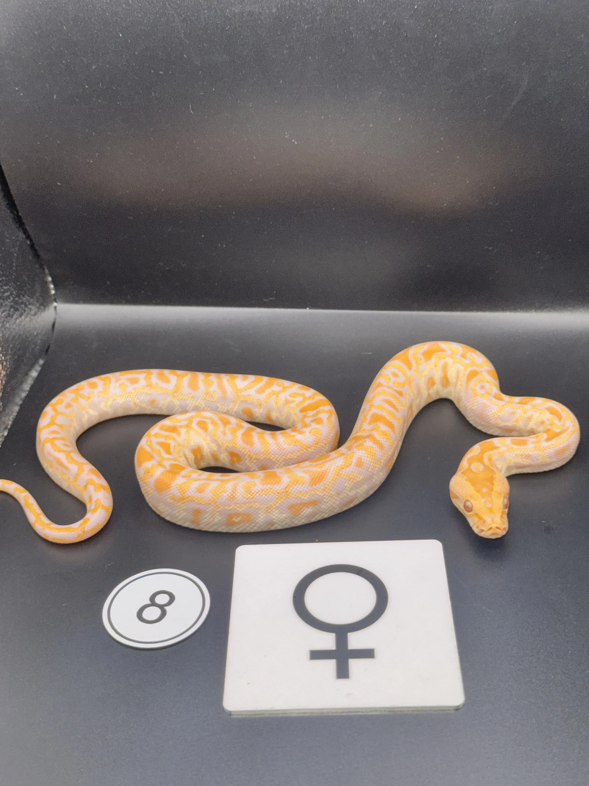 Burmese Python Albino NZ-2026-08