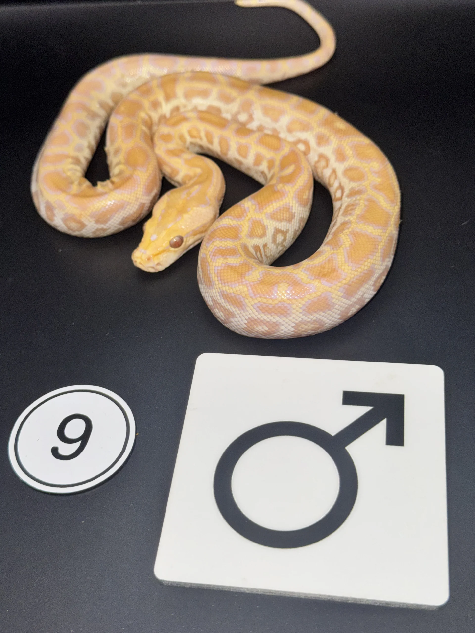 Burmese Python Albino NZ-2026-09