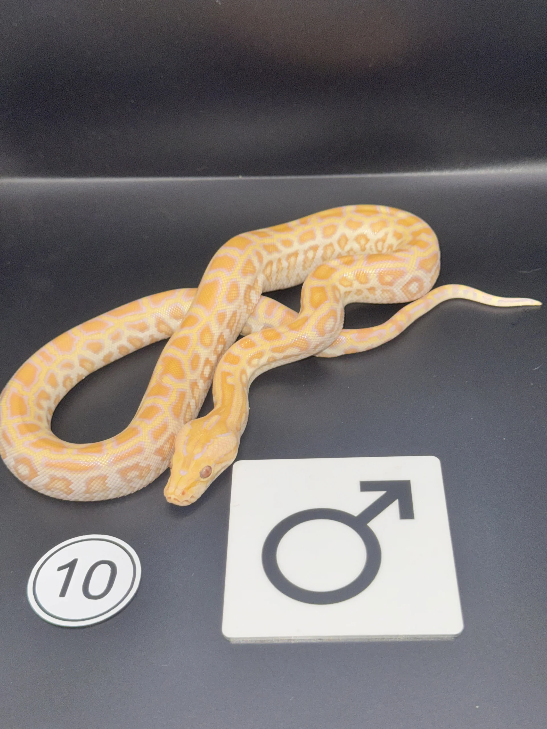 Burmese Python Albino NZ-2026-10