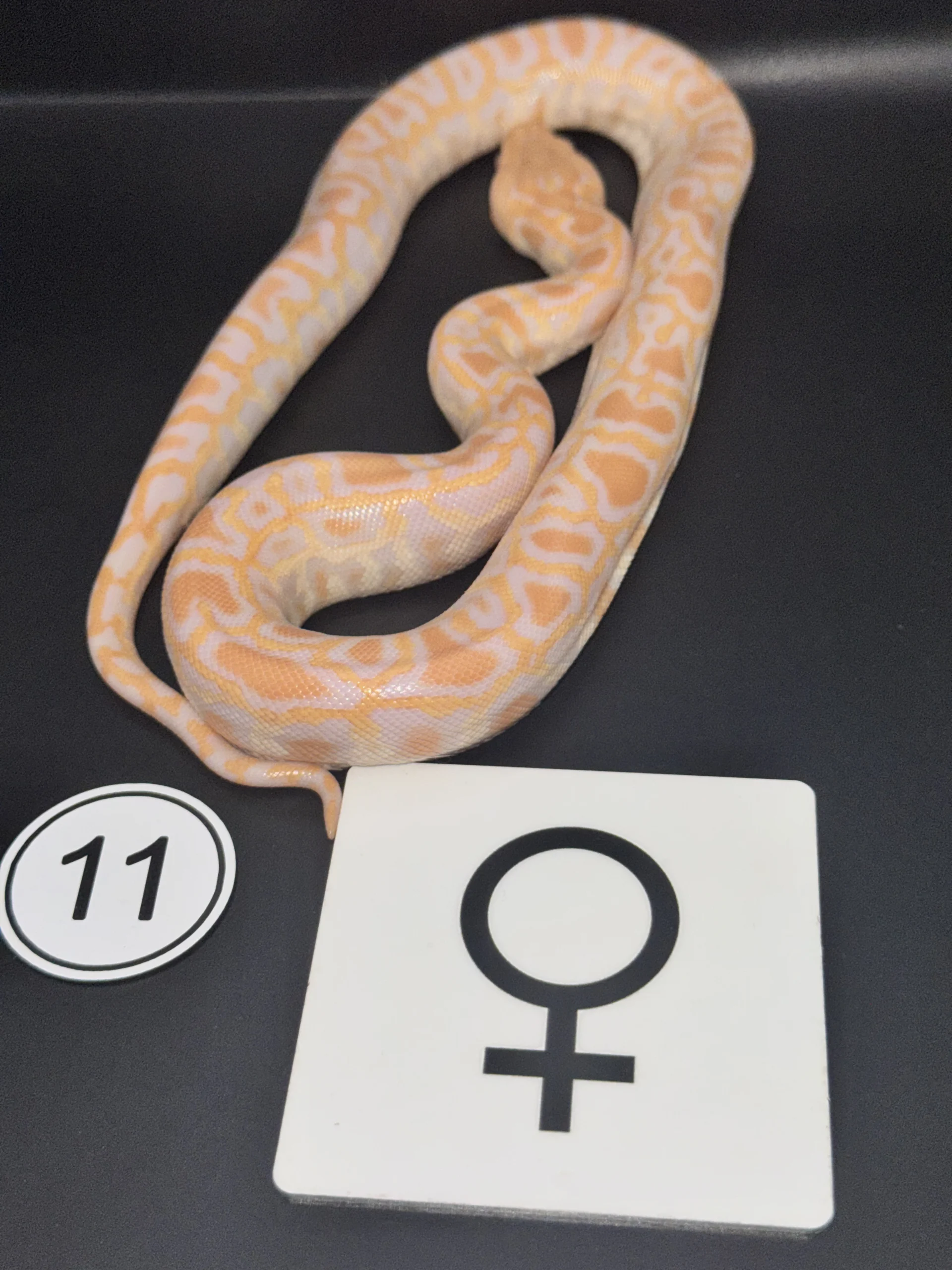 Burmese Python Albino NZ-2026-11