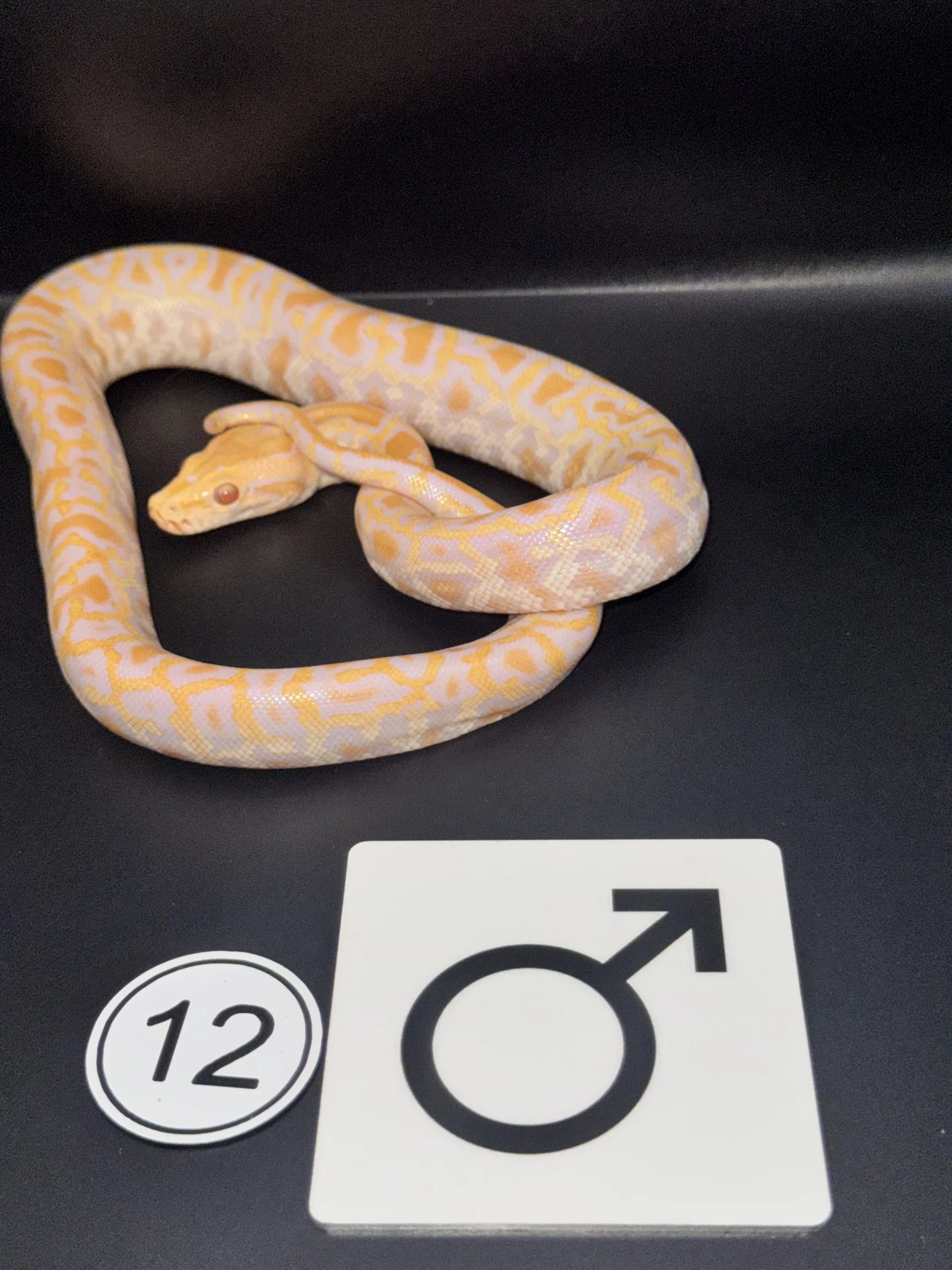 Burmese Python Albino NZ-2026-12