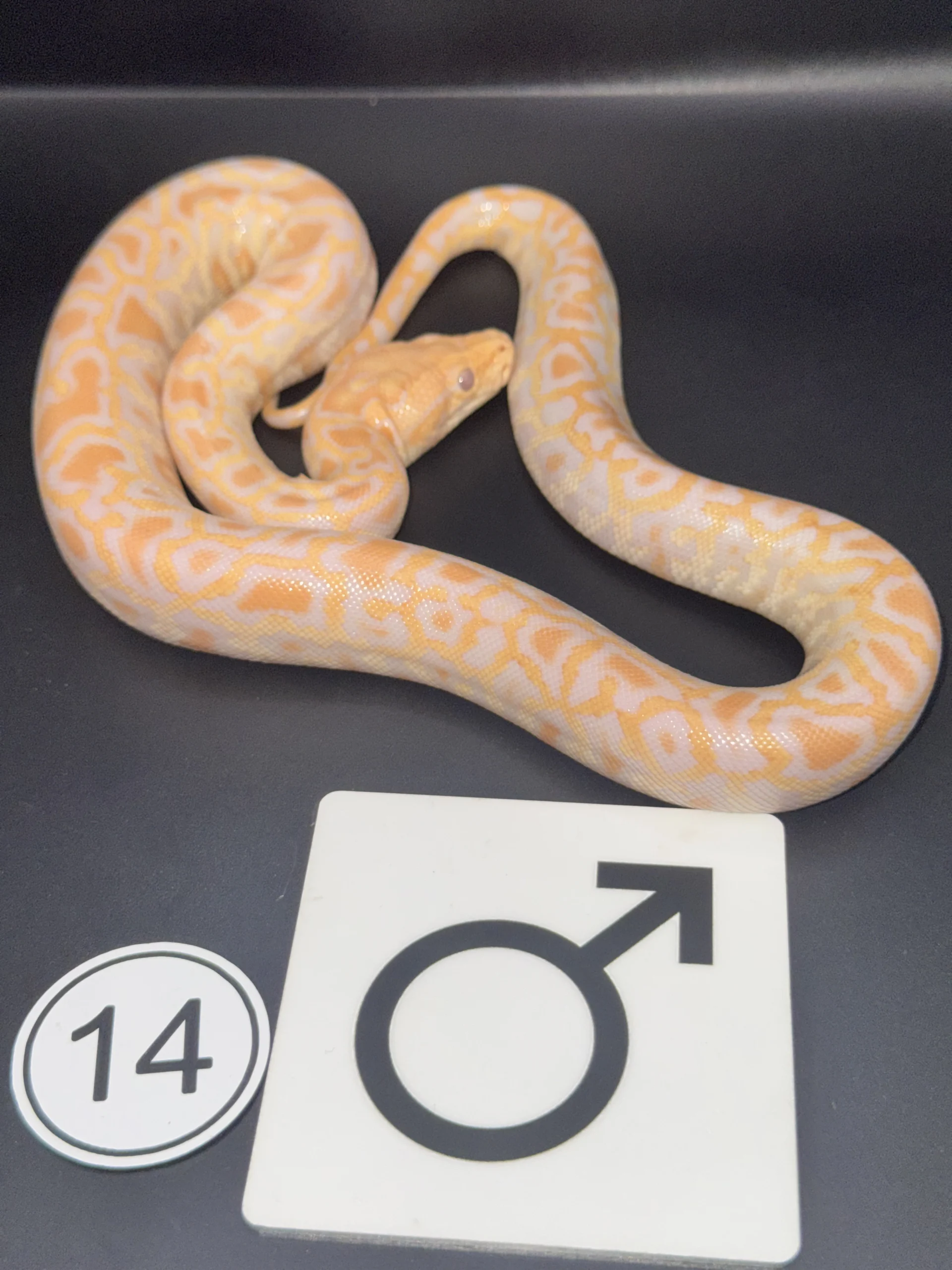 Burmese Python Albino NZ-2026-14