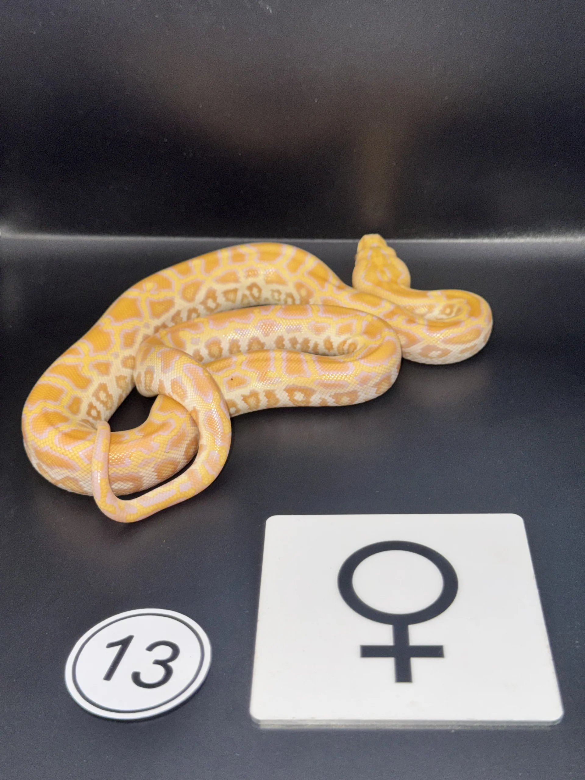 Burmese Python Albino NZ-2026-13