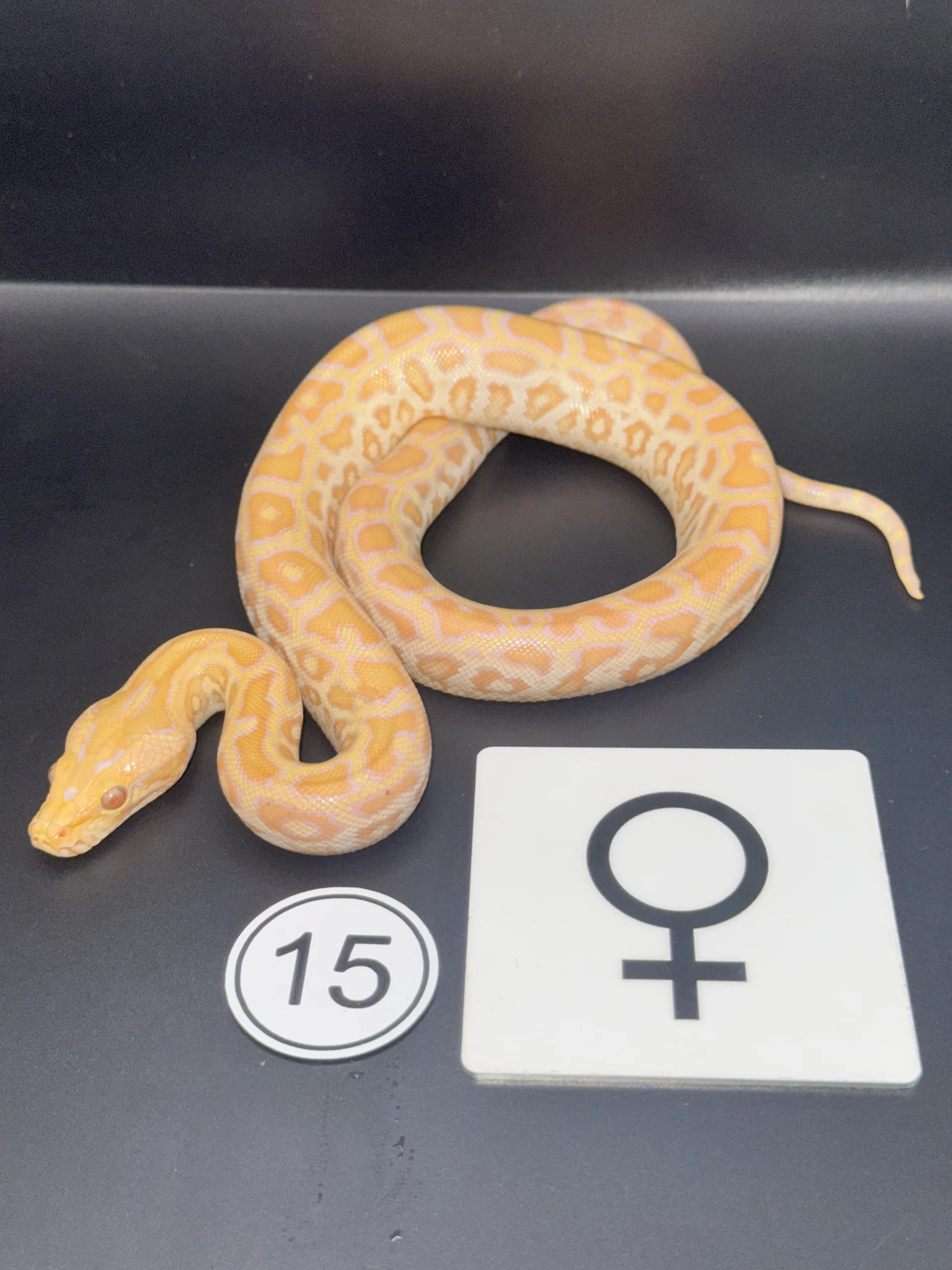 Burmese Python Albino NZ-2026-15