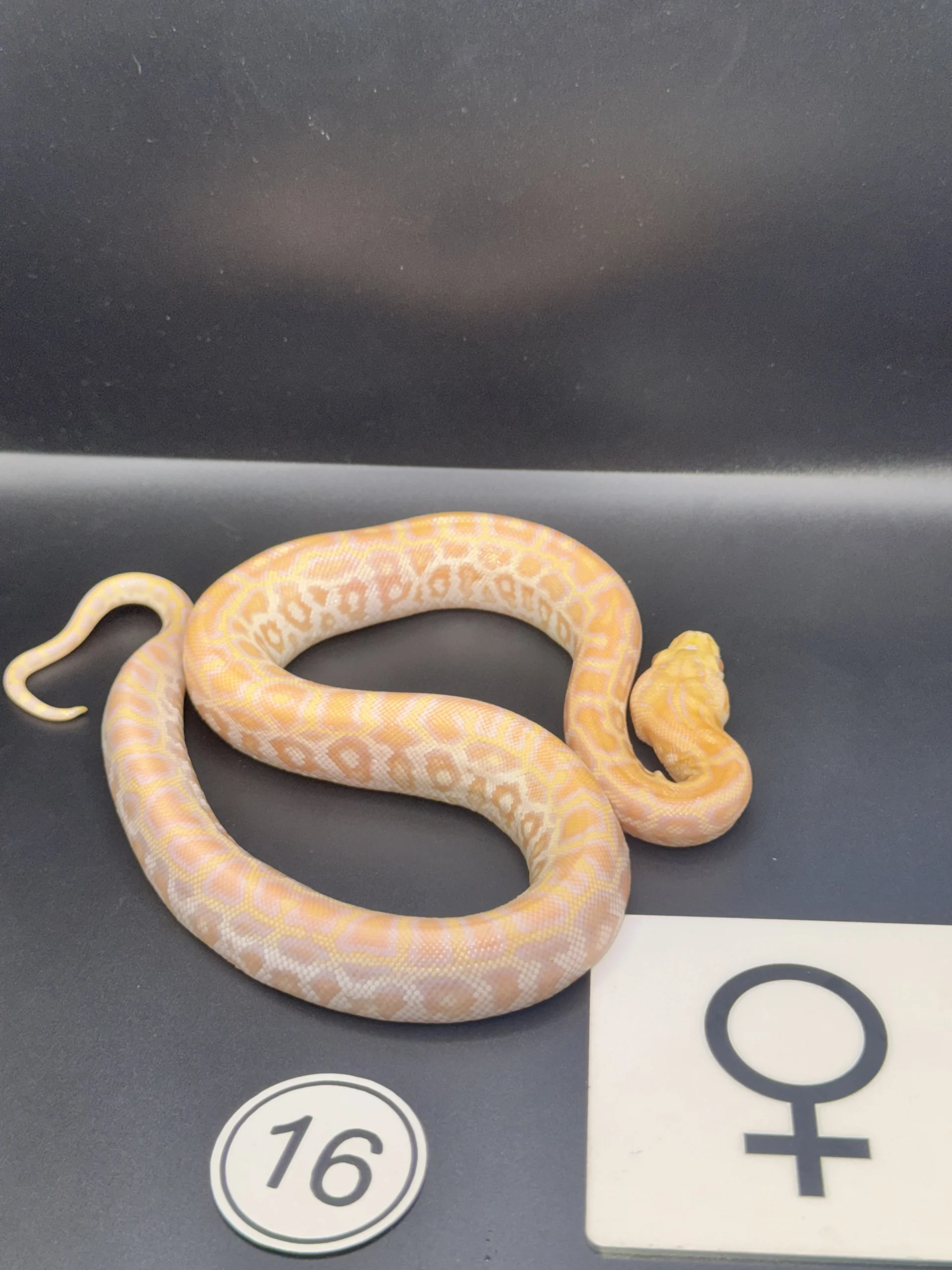Burmese Python Albino NZ-2026-16