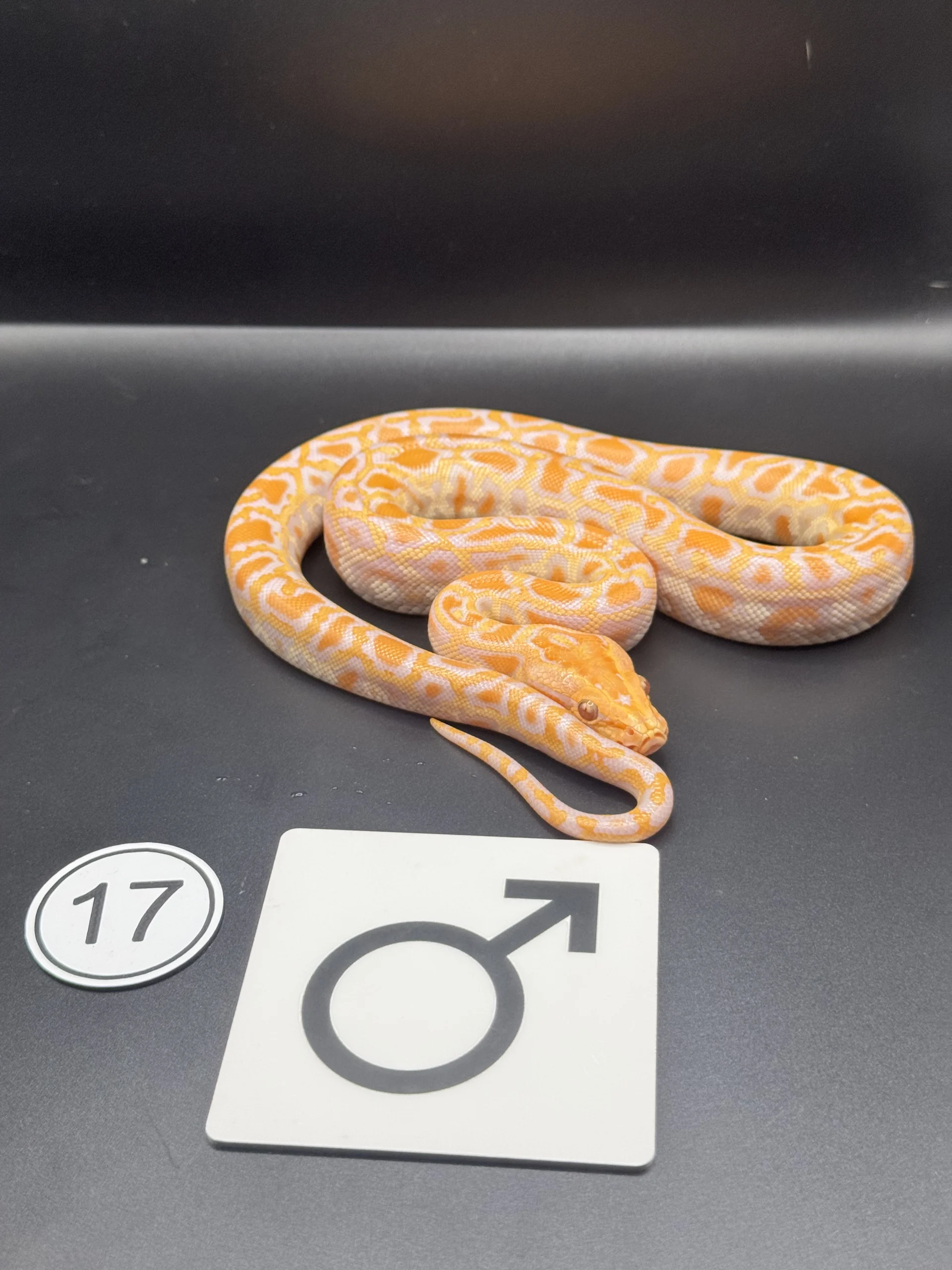 Burmese Python Albino NZ-2026-17