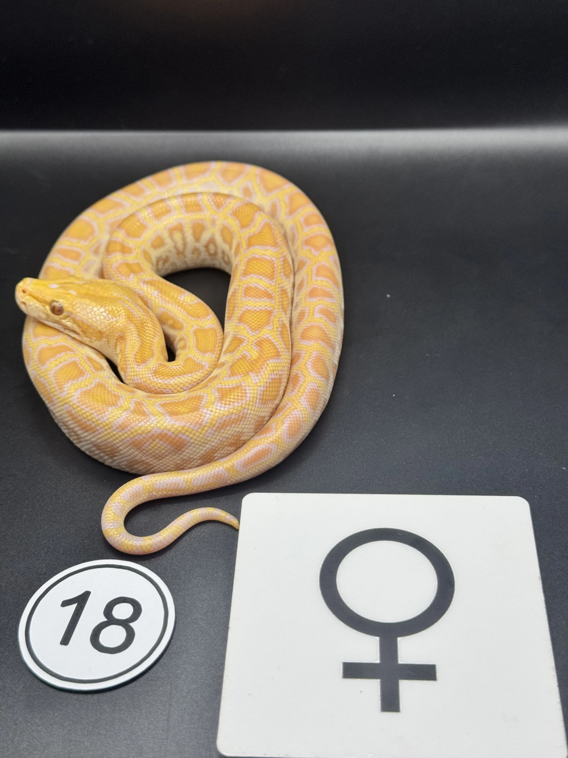 Burmese Python Albino NZ-2026-18