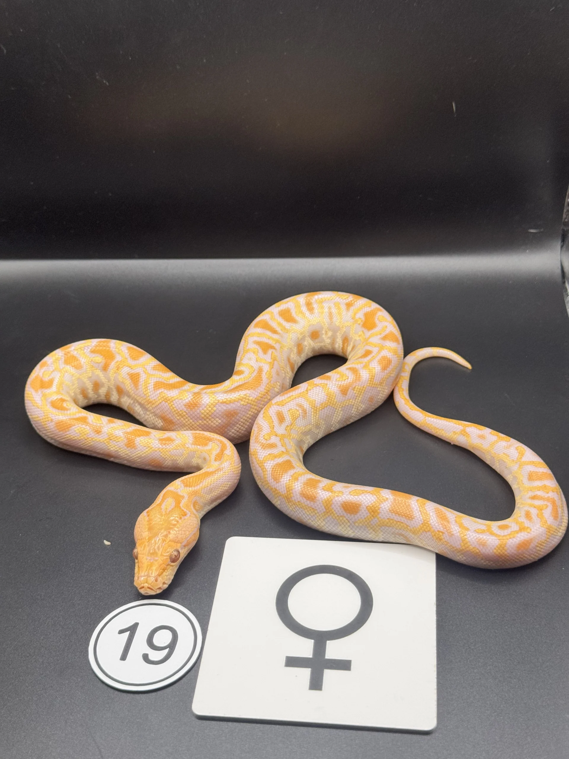 Dunkler Tigerpython Albino NZ-2026-19