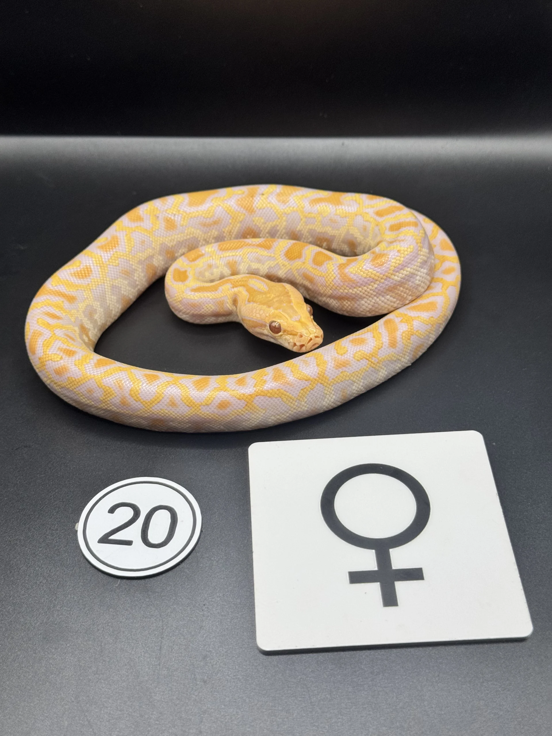 Dunkler Tigerpython Albino NZ-2026-20