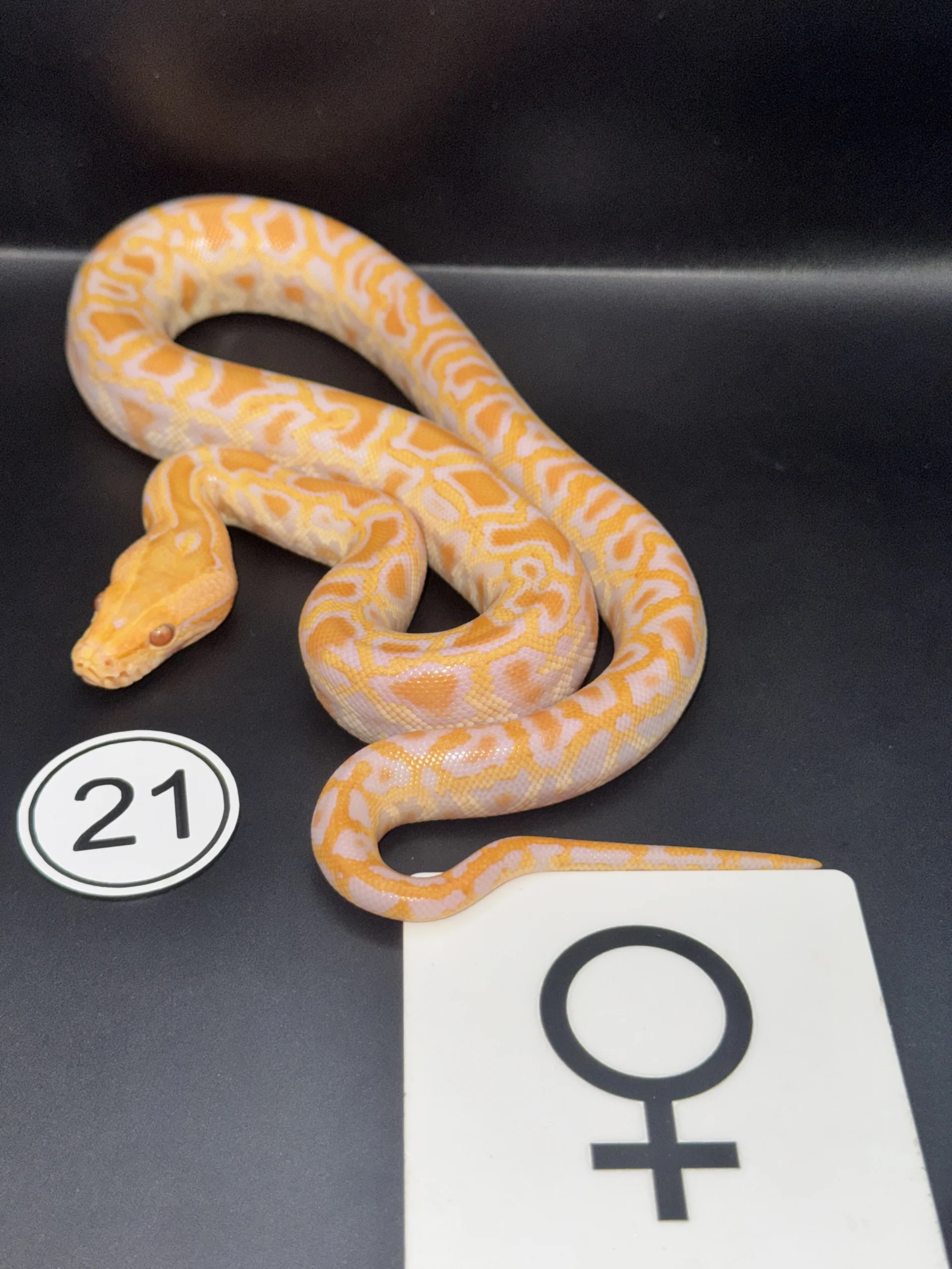 Burmese Python Albino NZ-2026-21