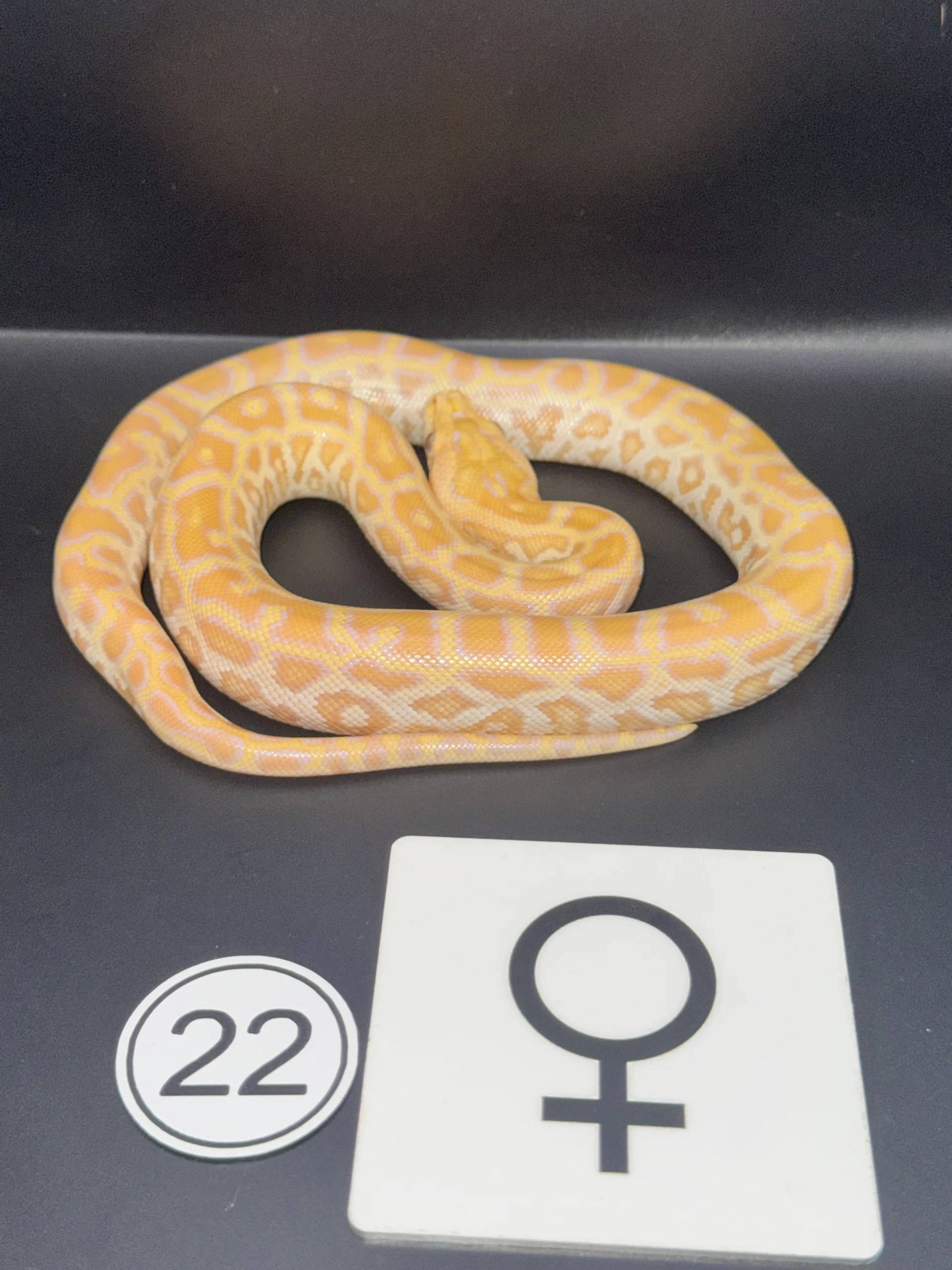 Burmese Python Albino NZ-2026-22