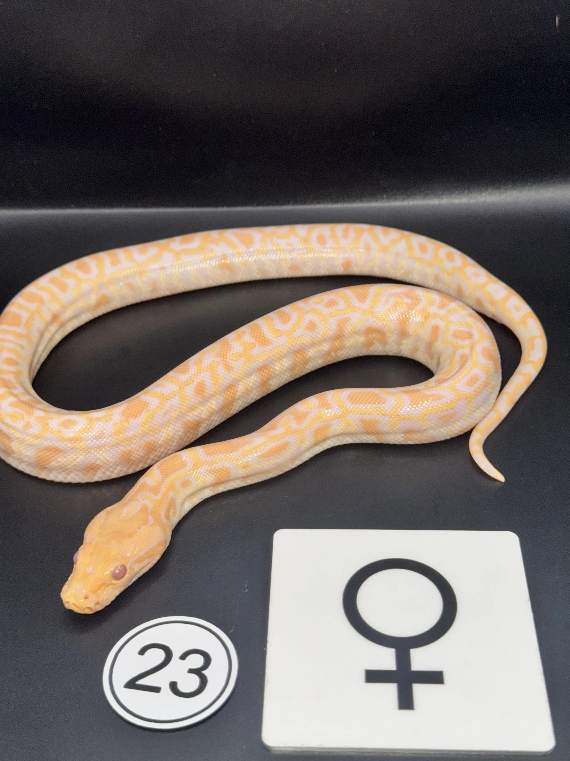 Burmese Python Albino NZ-2026-23
