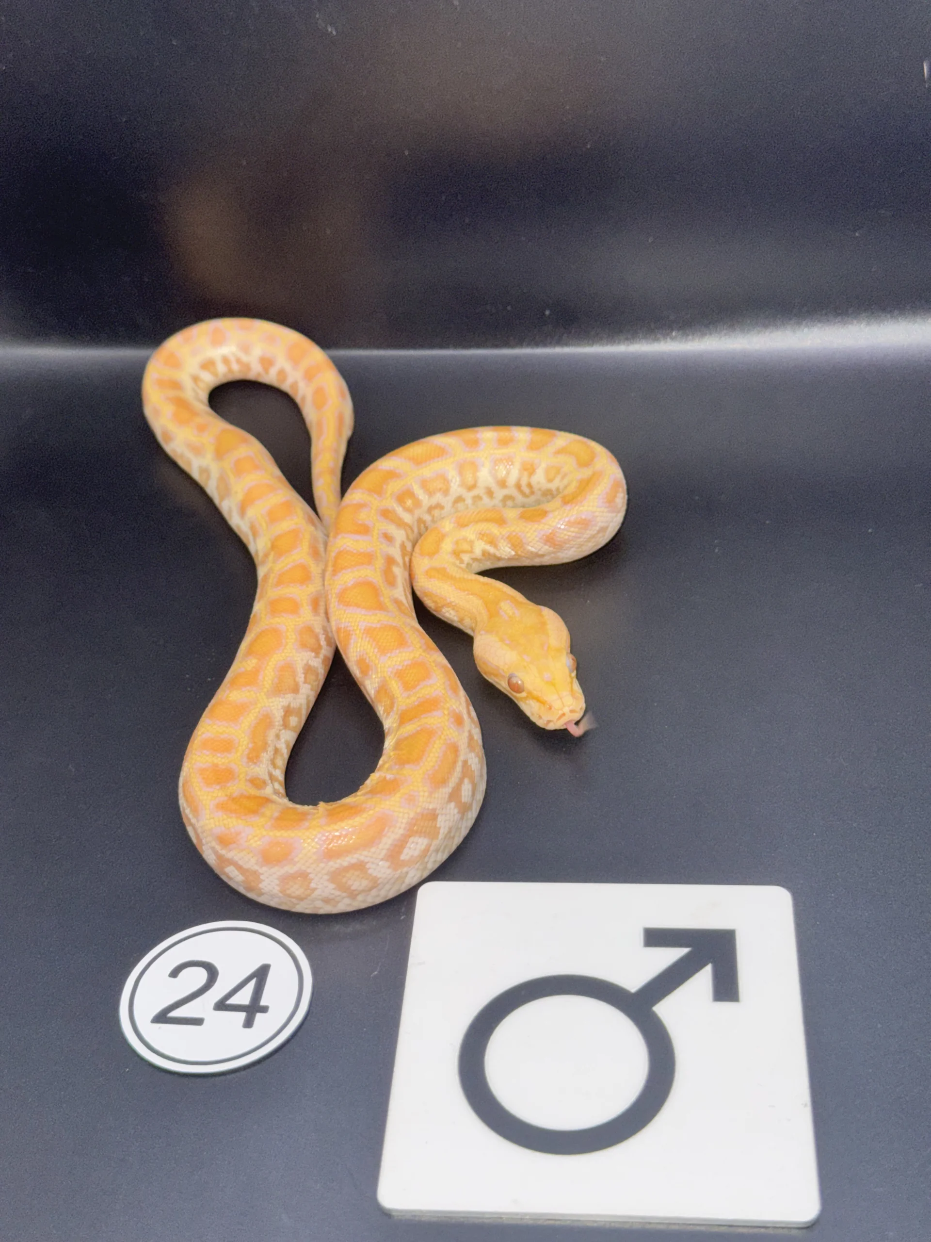 Burmese Python Albino NZ-2026-24