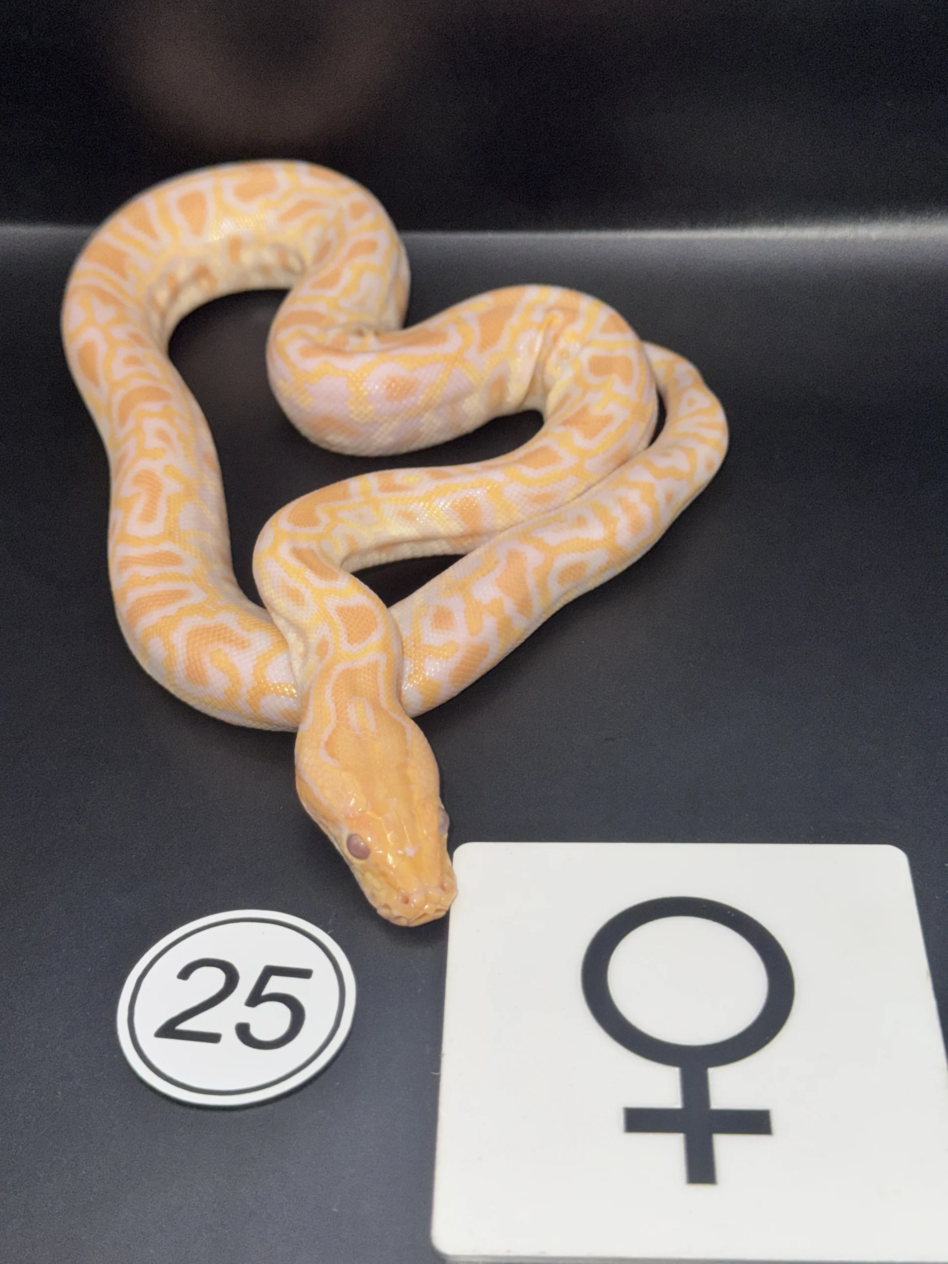 Burmese Python Albino NZ-2026-25