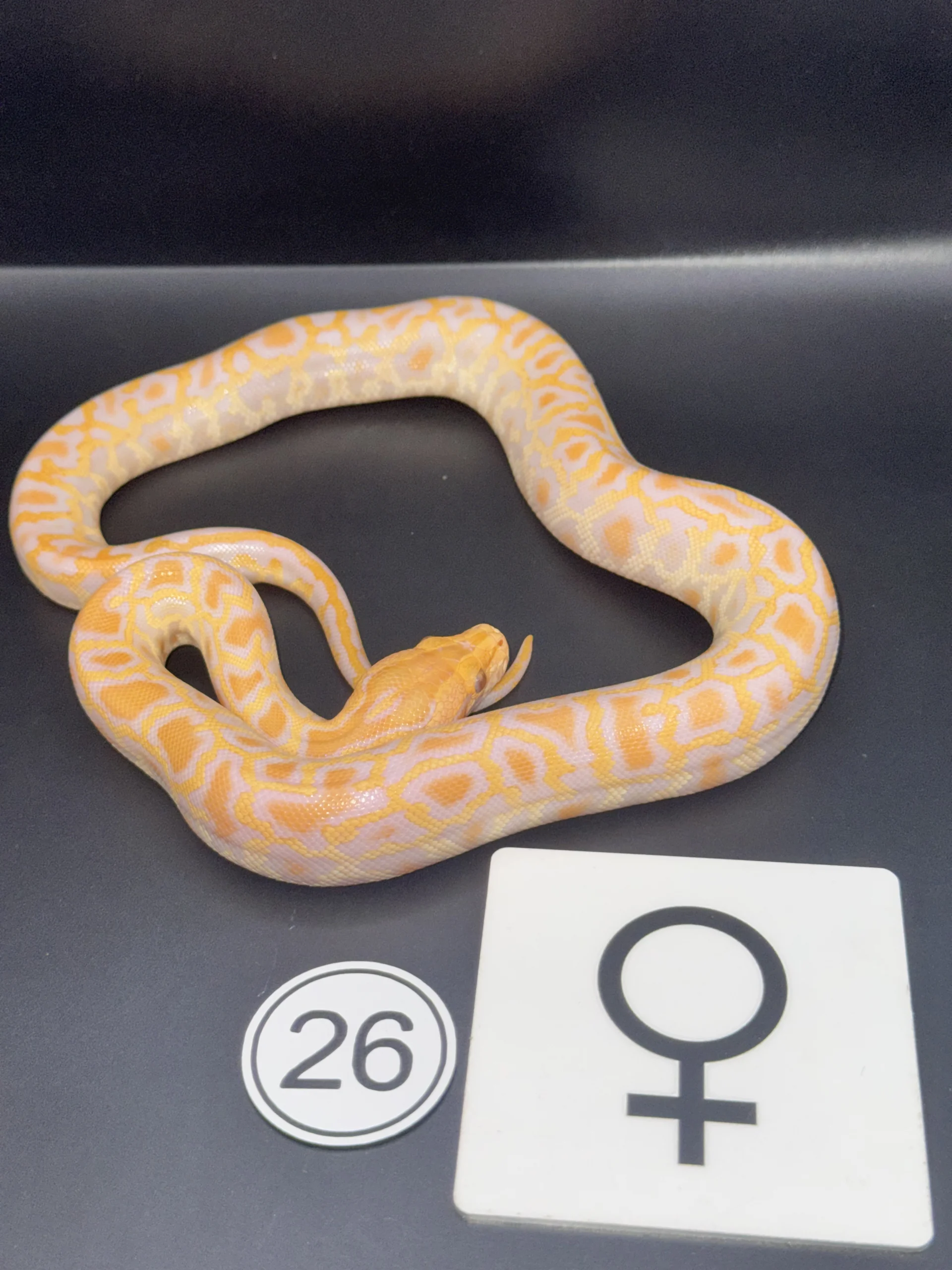 Burmese Python Albino NZ-2026-26