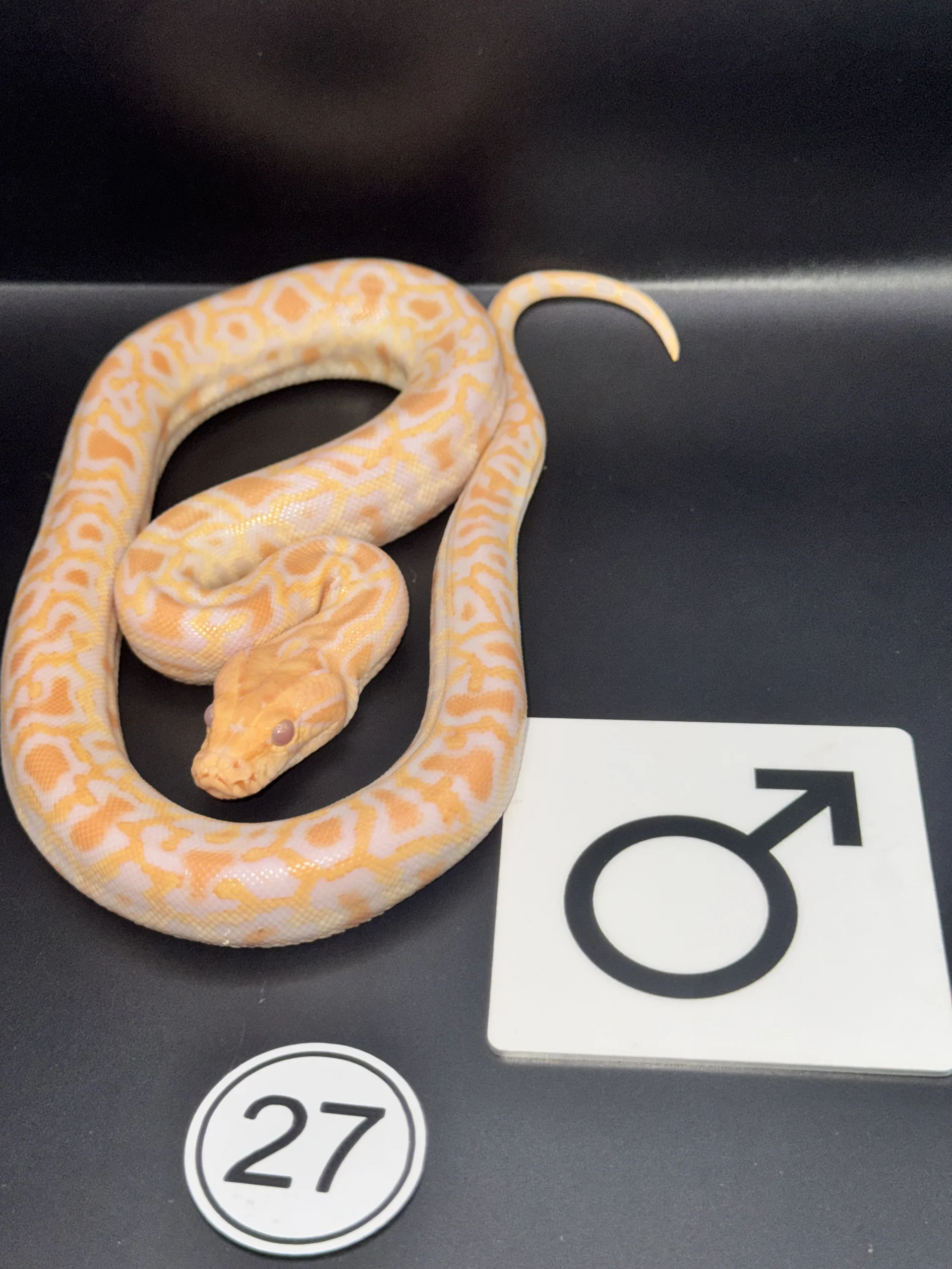 Burmese Python Albino NZ-2026-27