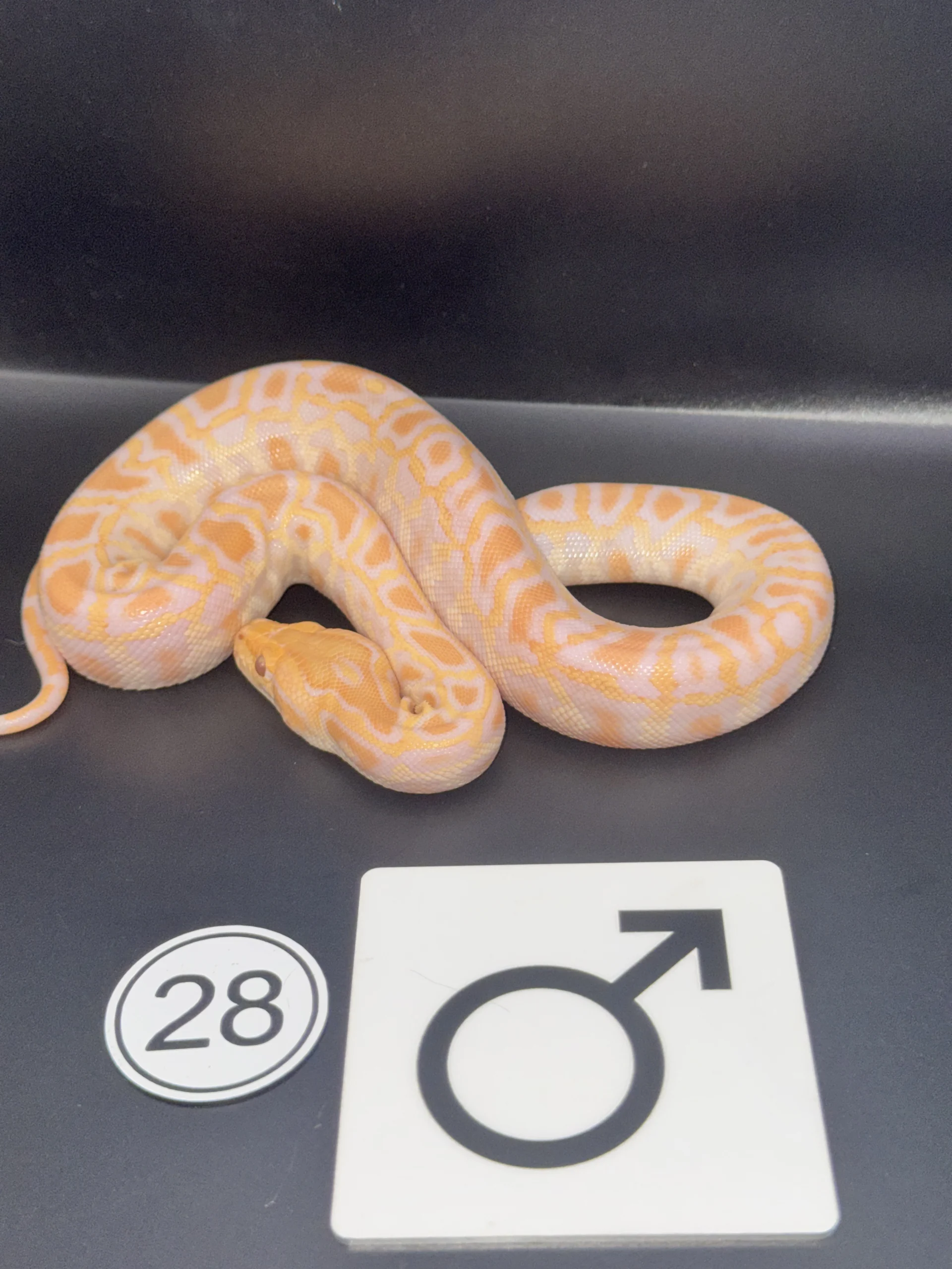 Dunkler Tigerpython Albino NZ-2026-28