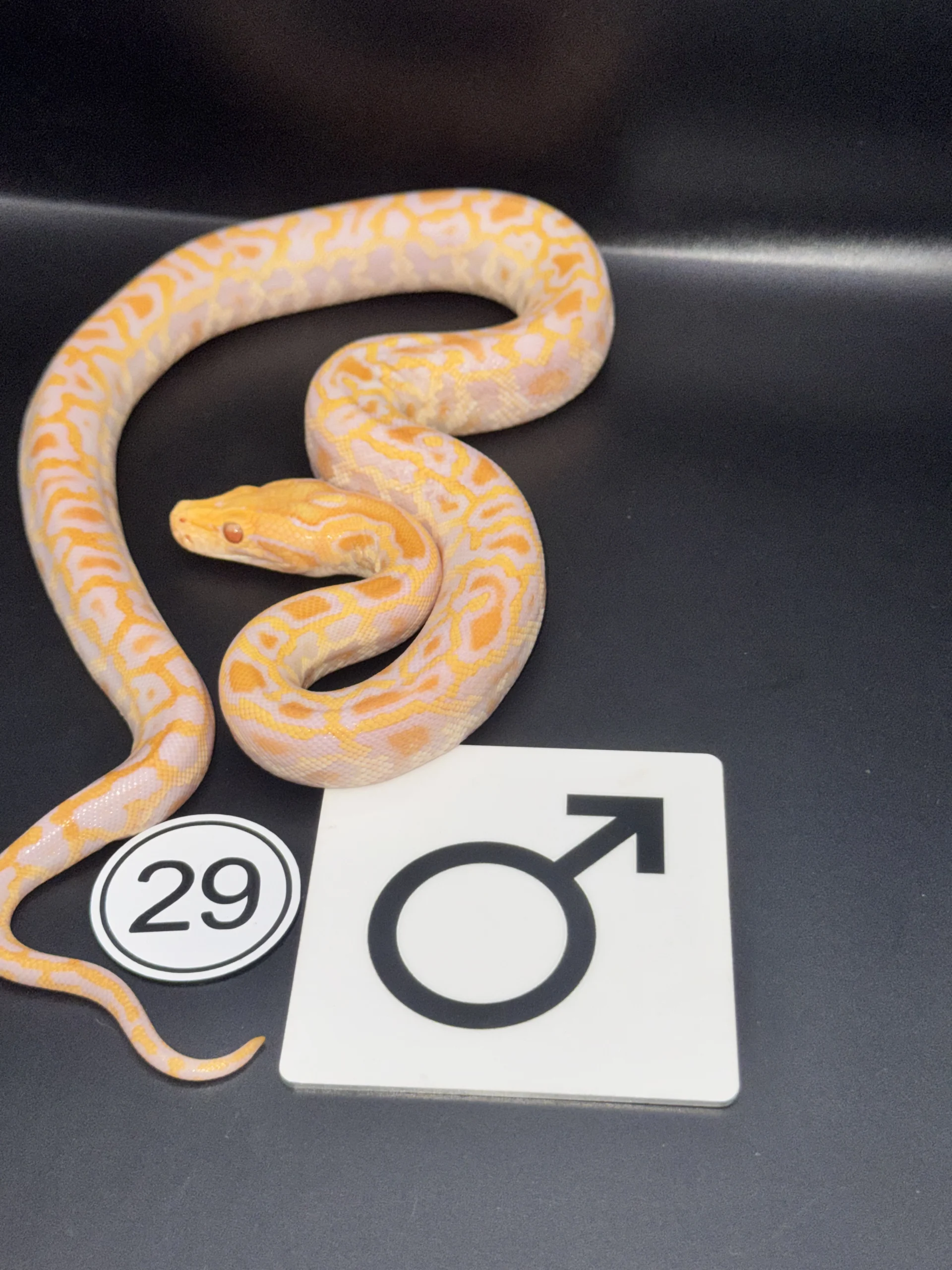 Burmese Python Albino NZ-2026-29