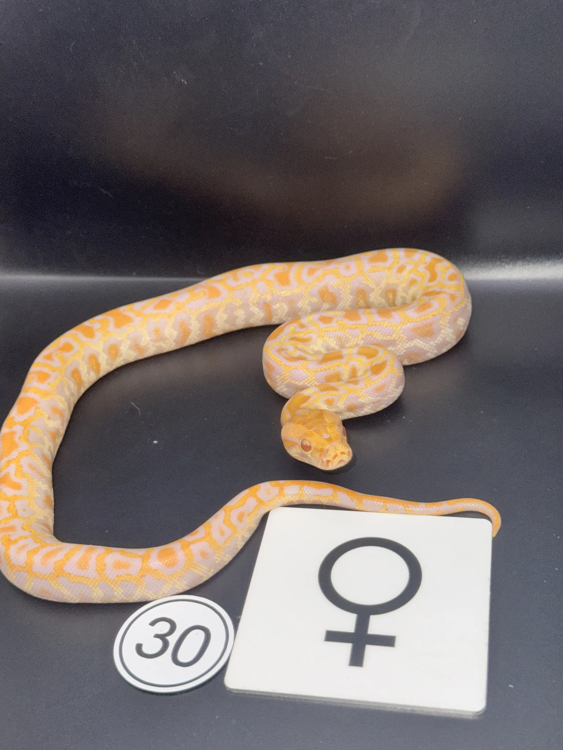 Burmese Python Albino NZ-2026-30