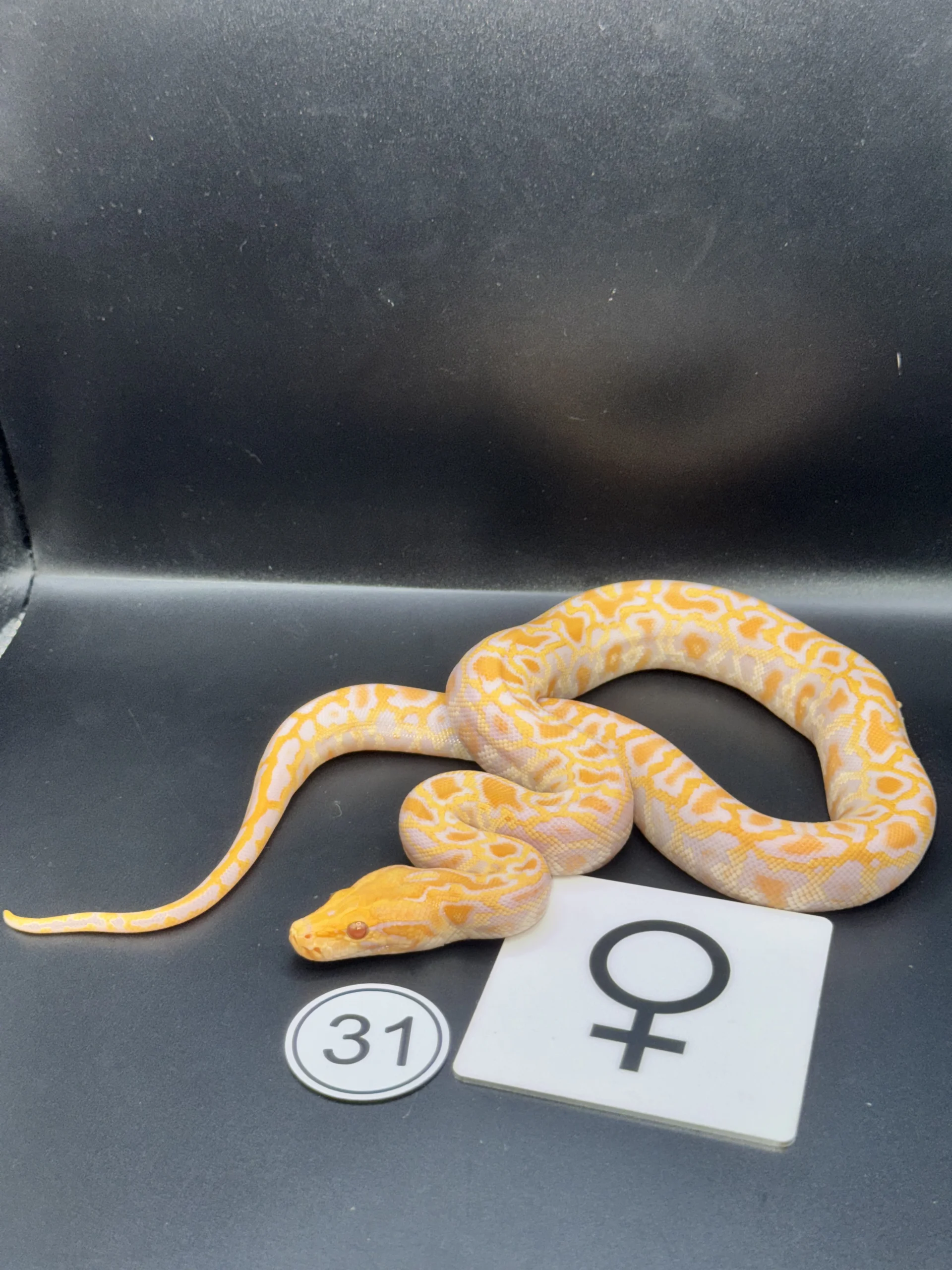 Burmese Python Albino NZ-2026-31