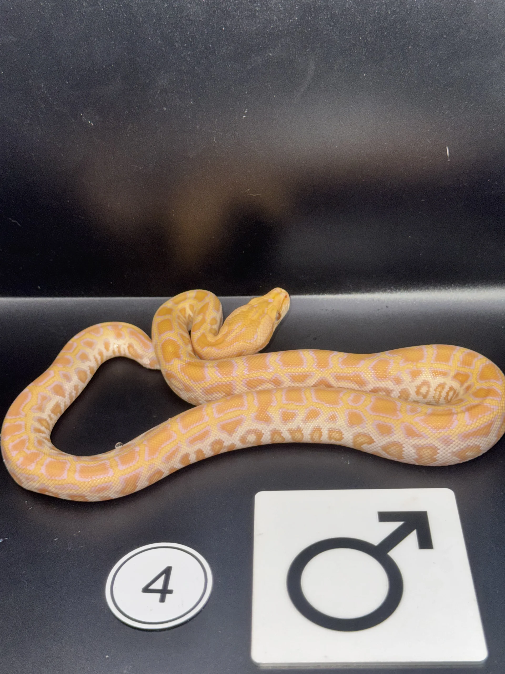 Burmese Python Albino NZ-2026-04