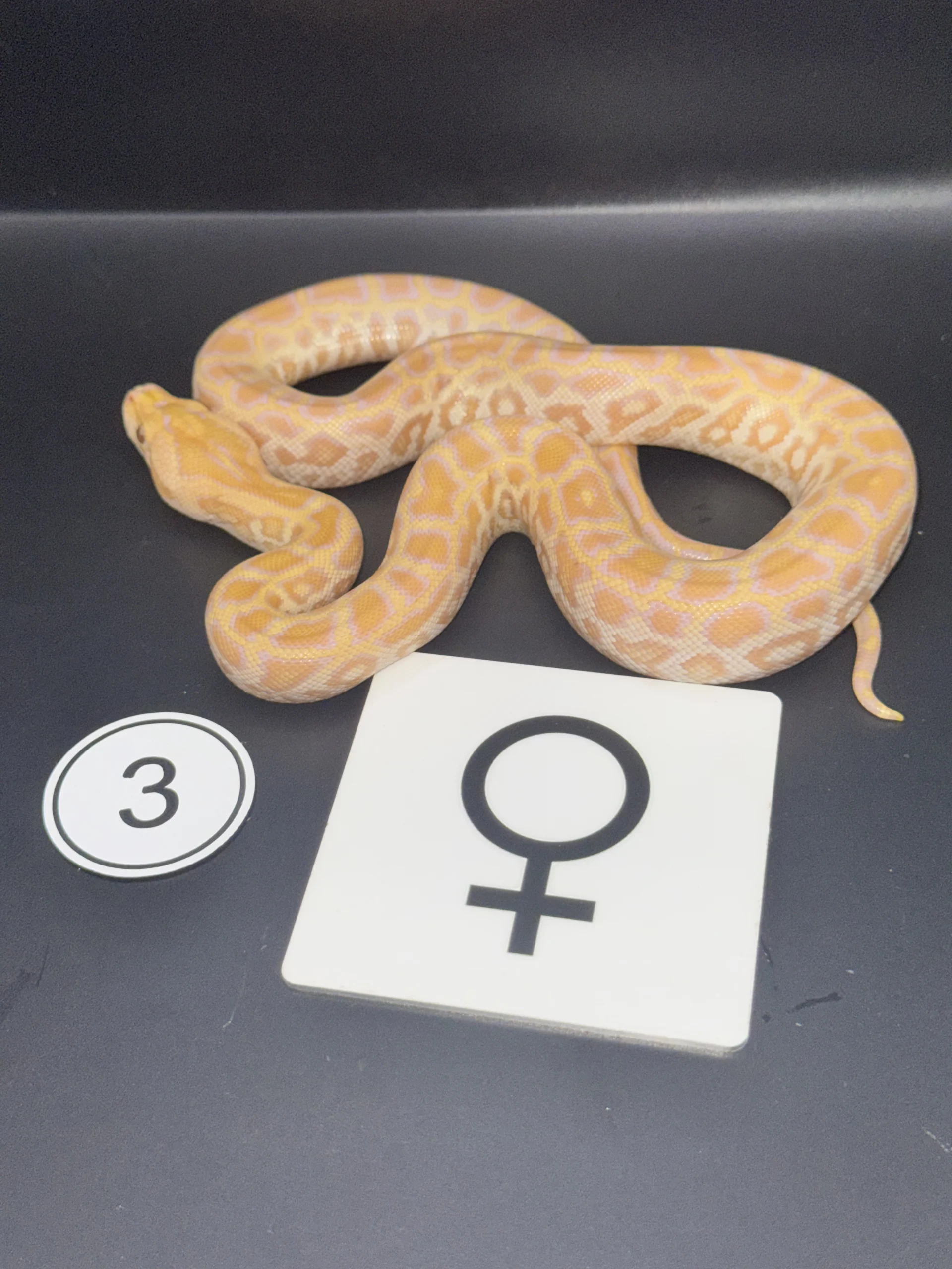 Burmese Python Albino NZ-2026-03