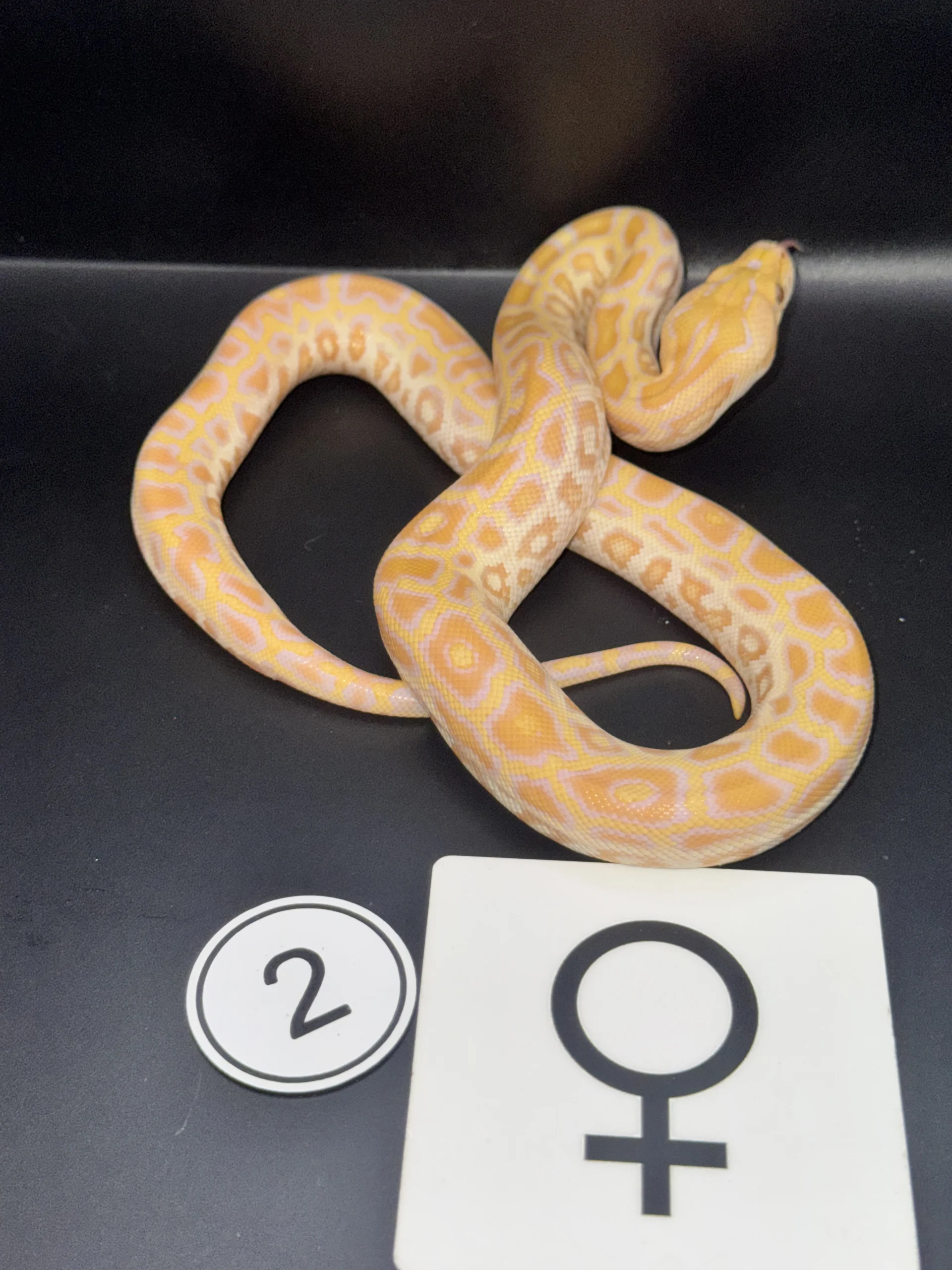 Burmese Python Albino NZ-2026-02