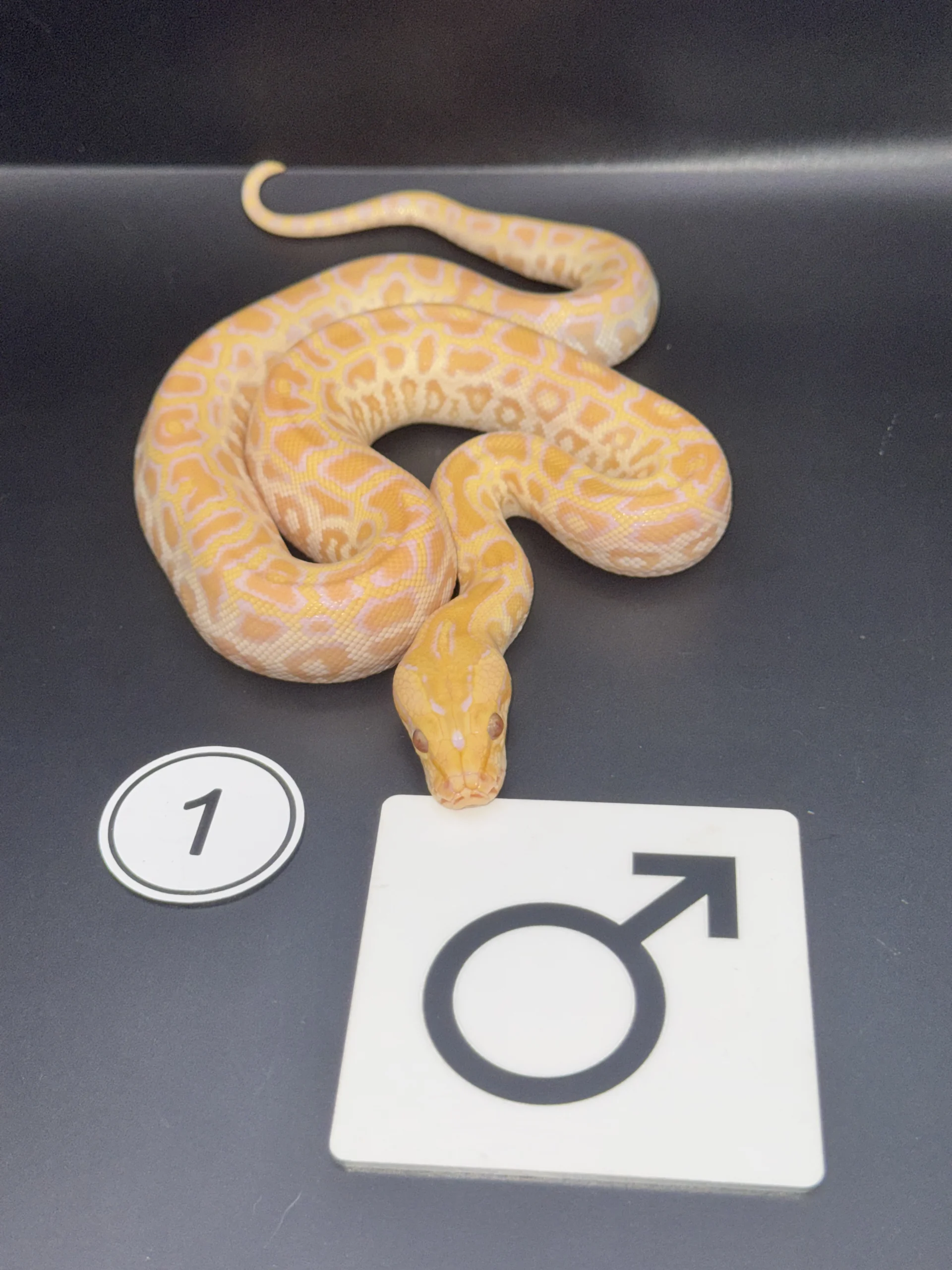 Burmese Python Albino NZ-2026-01