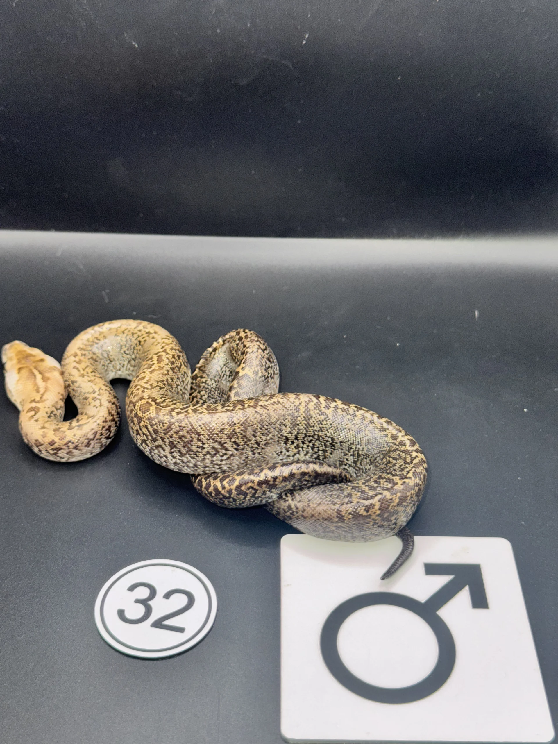 Burmese Python Caramel Granite NZ-2026-32