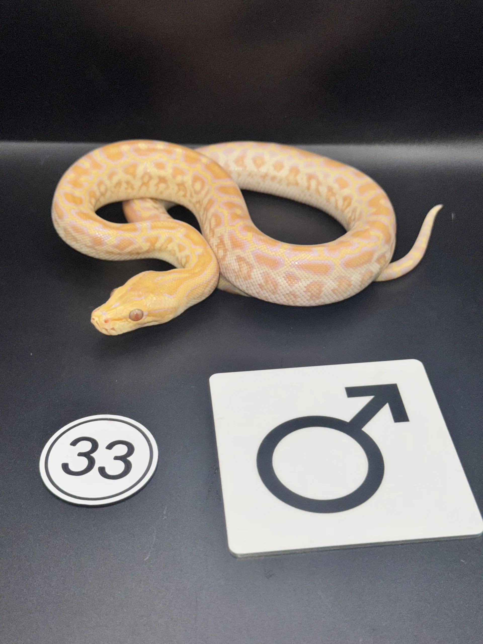 Burmese Python Albino NZ-2026-33