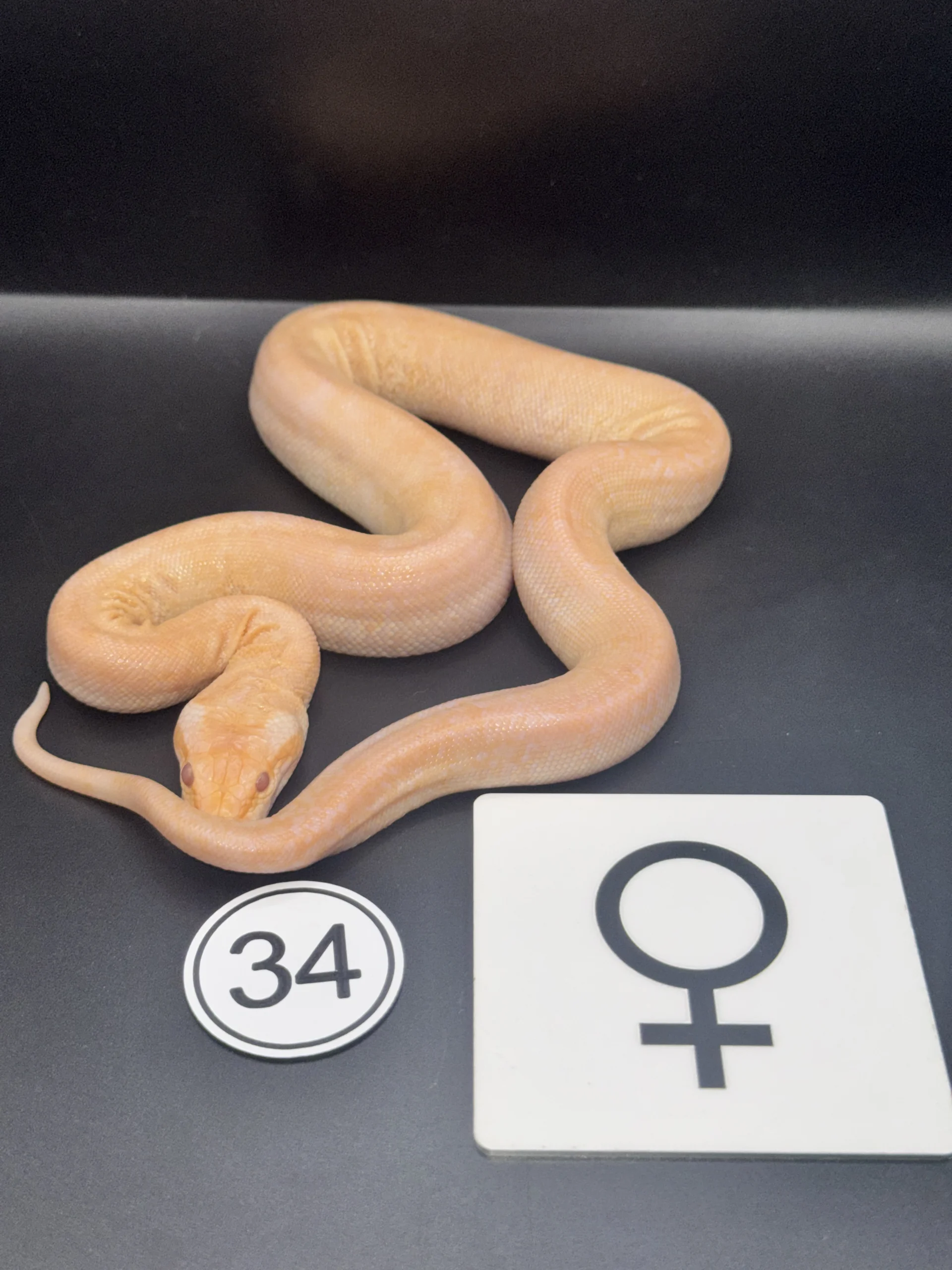 Burmese Python Albino, extrem zeichnungsreduziert NZ-2026-34
