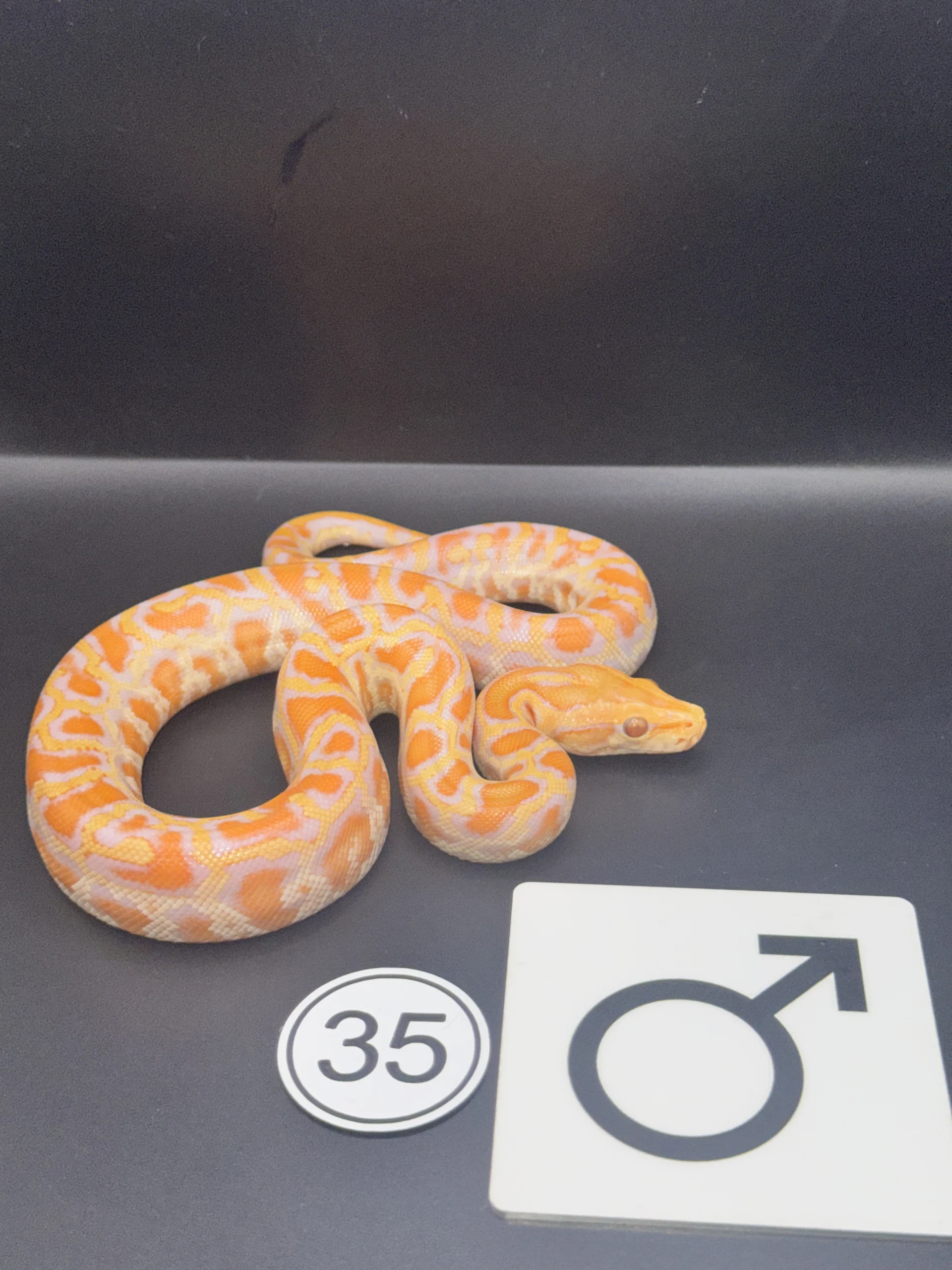 Burmese Python Albino NZ-2026-35