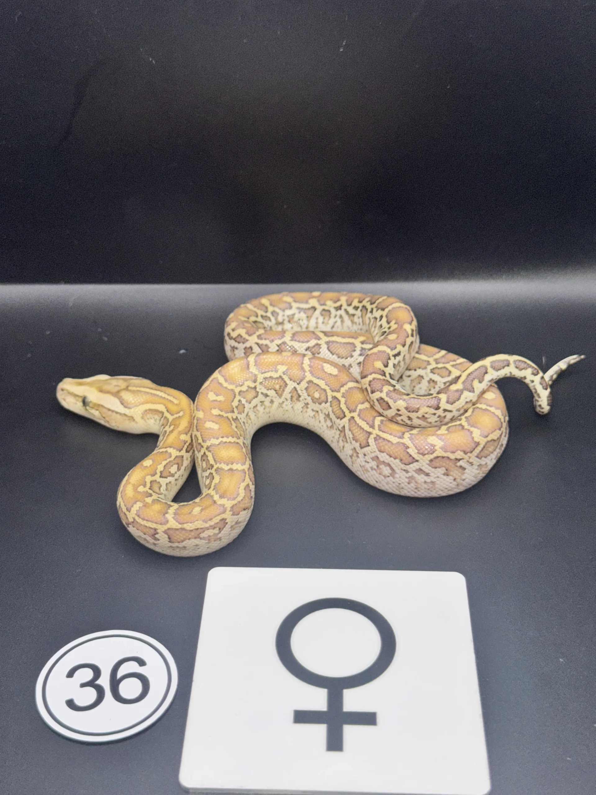 Burmese Python Caramel-/Hypo NZ-2026-36
