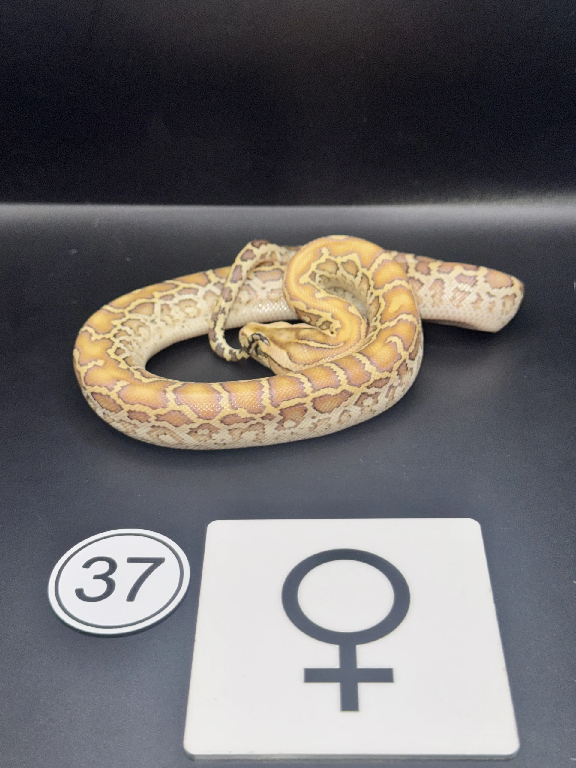 Burmese Python Caramel-/Hypo NZ-2026-37