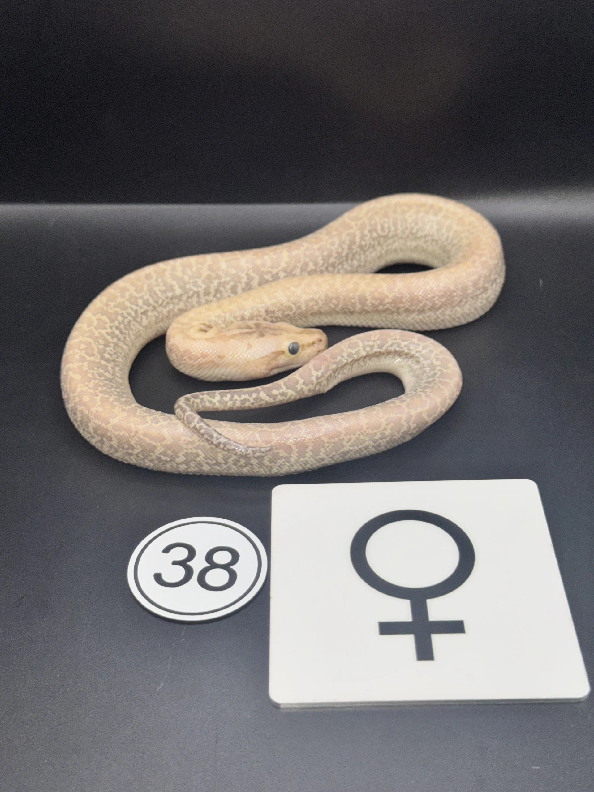 Burmese Python Caramel Granite NZ-2026-38