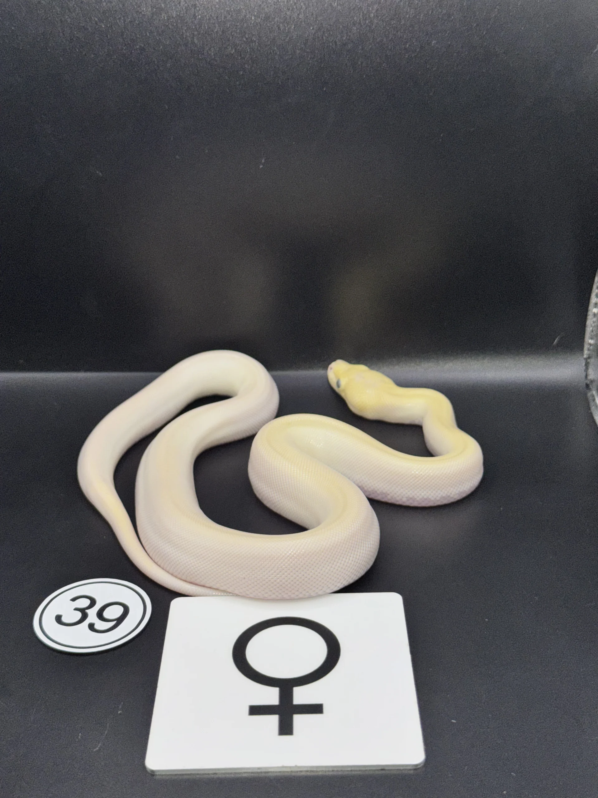Burmese Python extremely light, pattern-reduced type with broken lateral band – pied-like effect NZ-2026-39