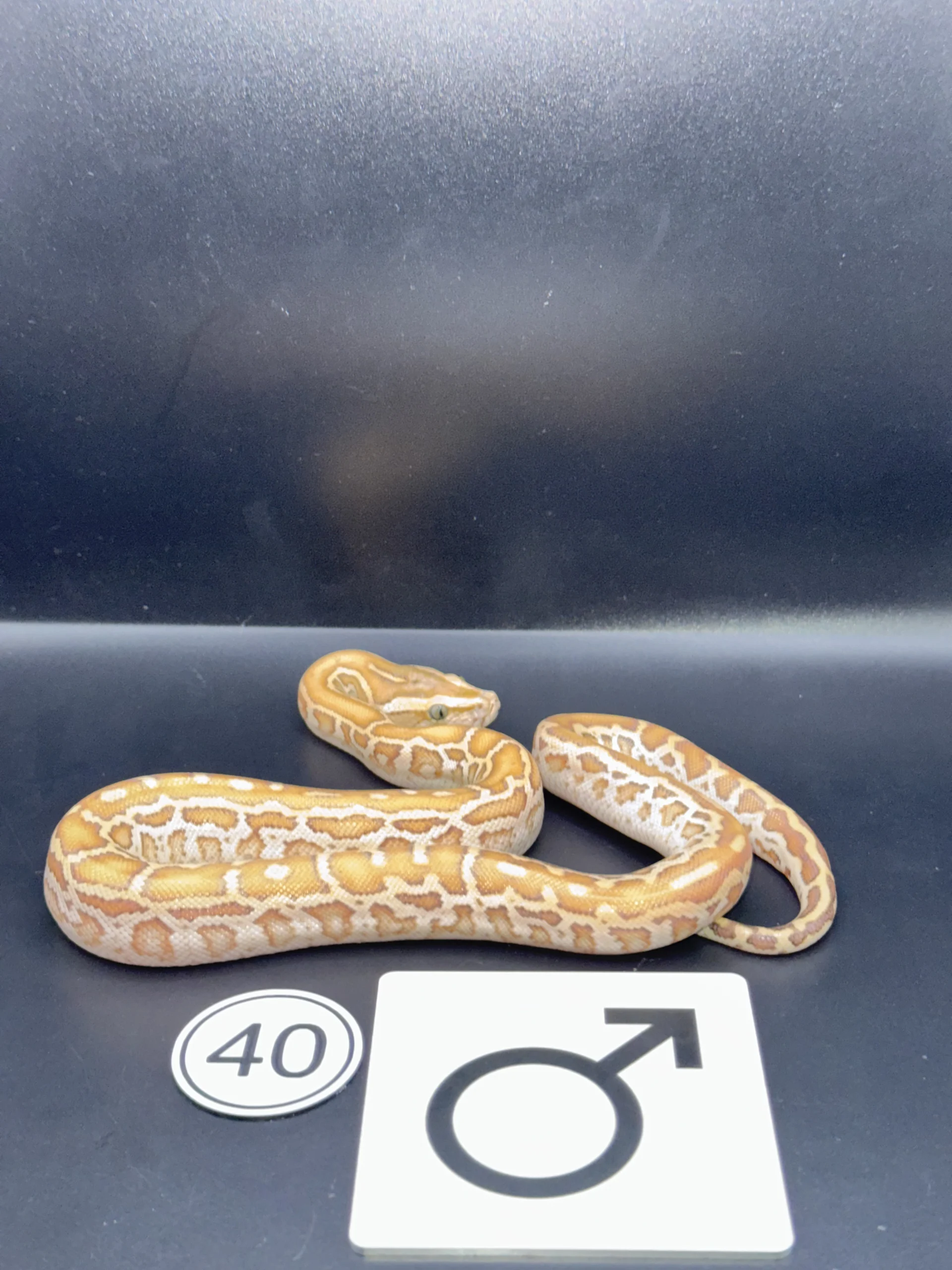 Burmese Python Hypo-/Caramel NZ-2026-40