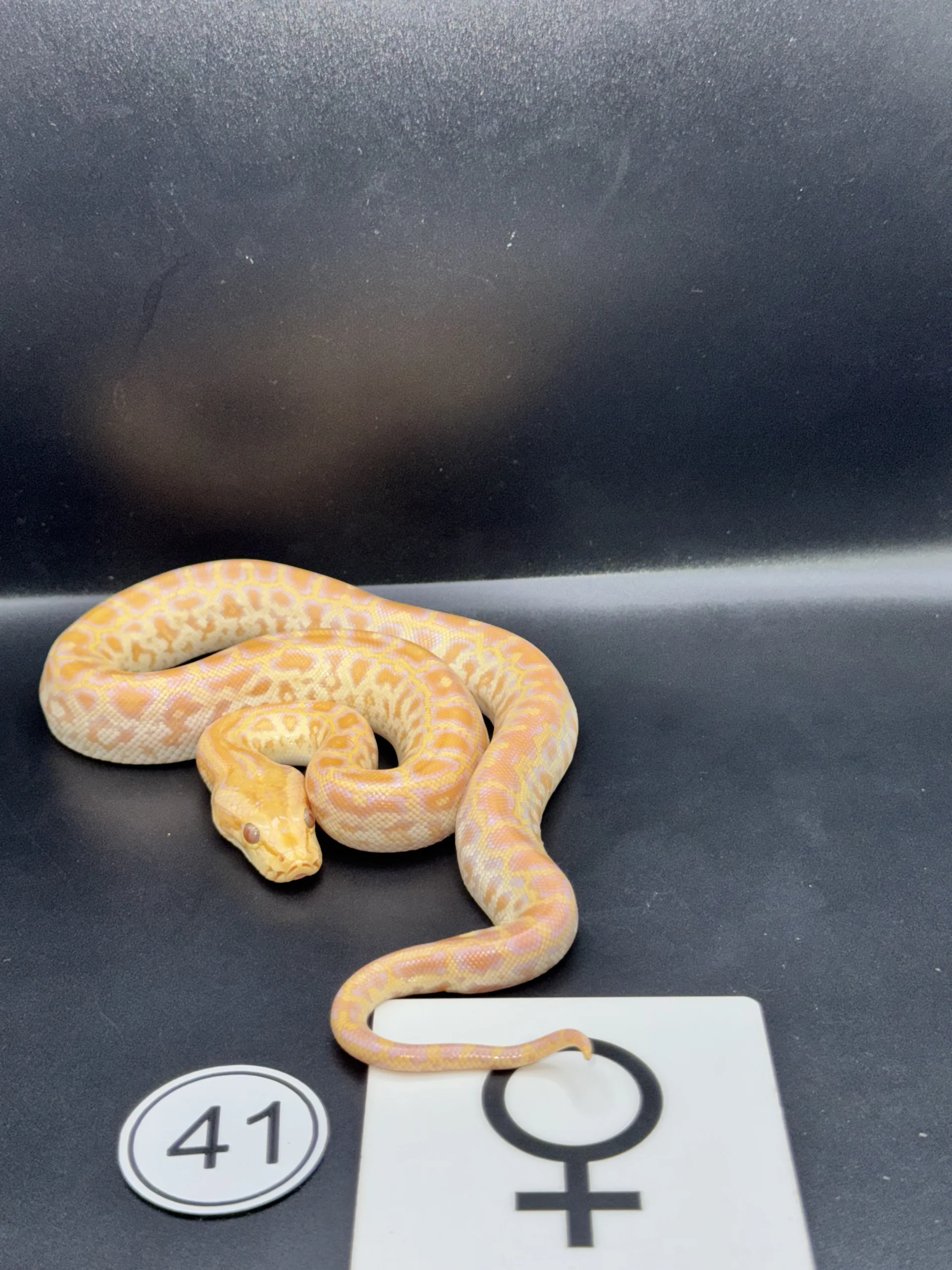 Burmese Python Albino NZ-2026-41