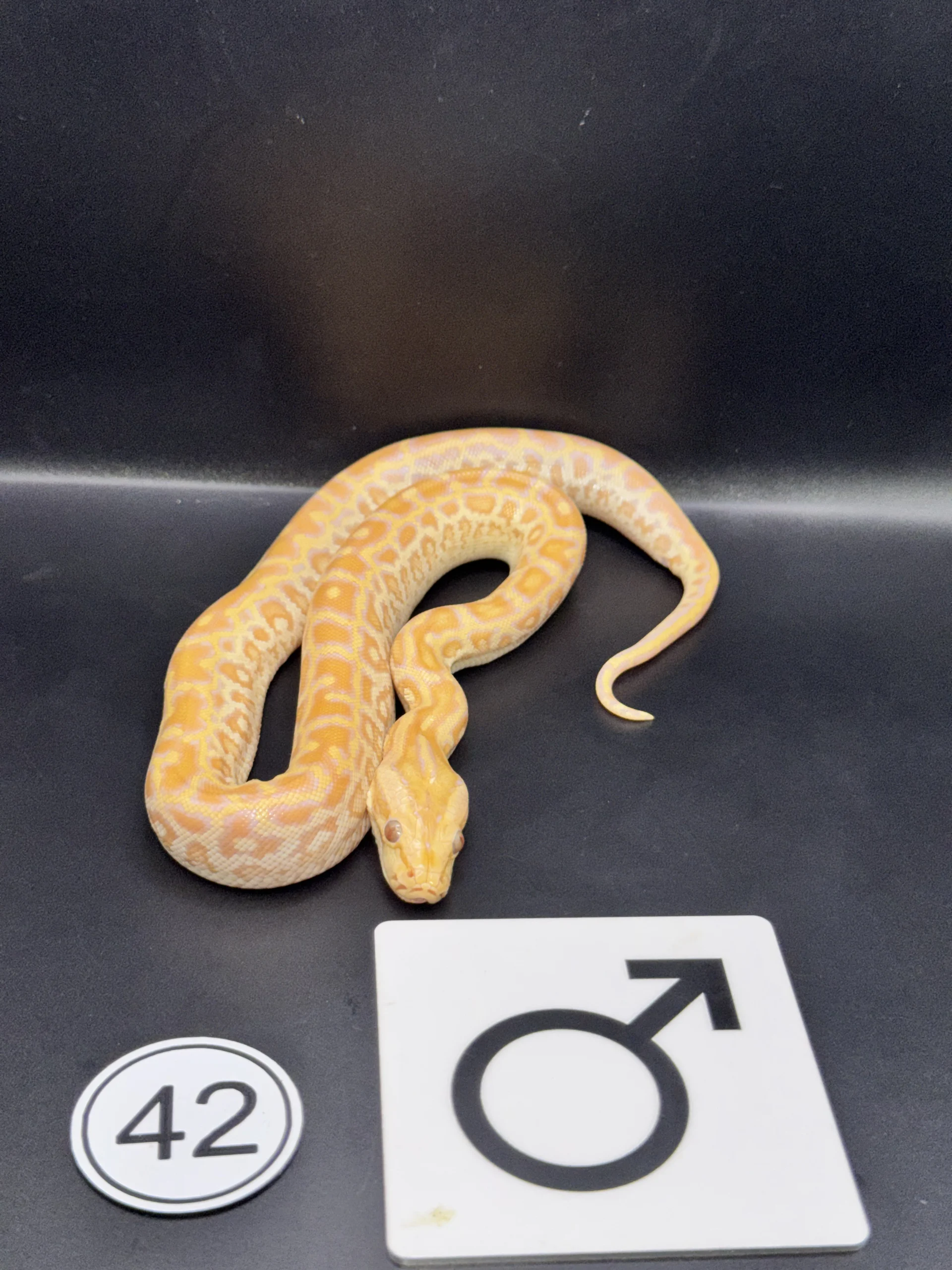Burmese Python Albino NZ-2026-42