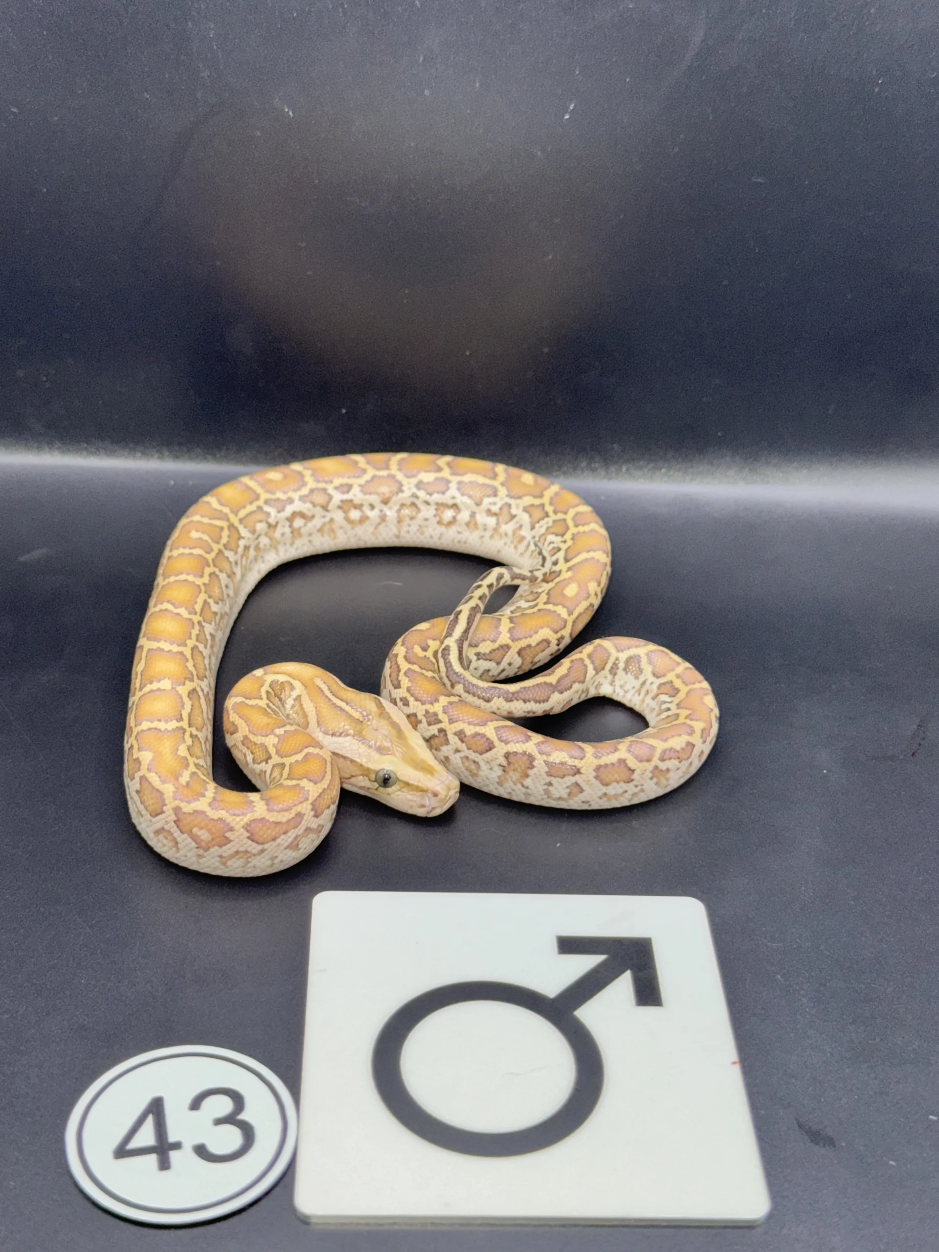 Burmese Python Caramel-/Hypo NZ-2026-43