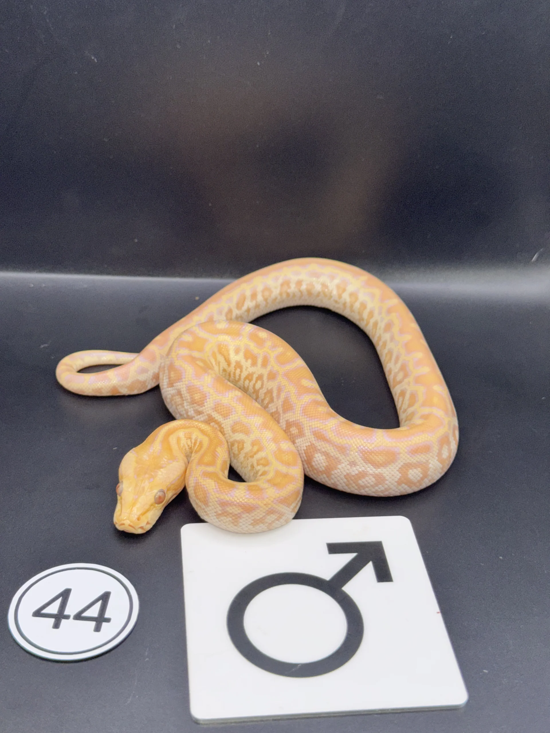 Dunkler Tigerpython Albino NZ-2026-44