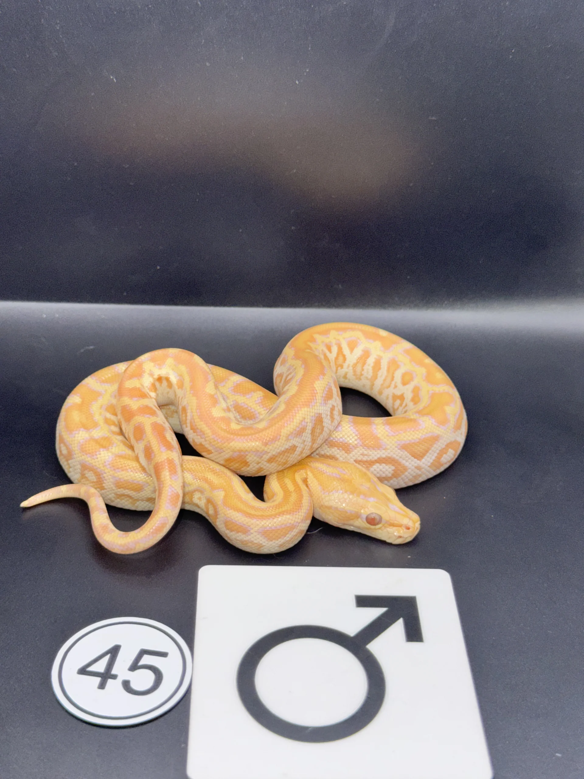 Burmese Python Albino NZ-2026-45