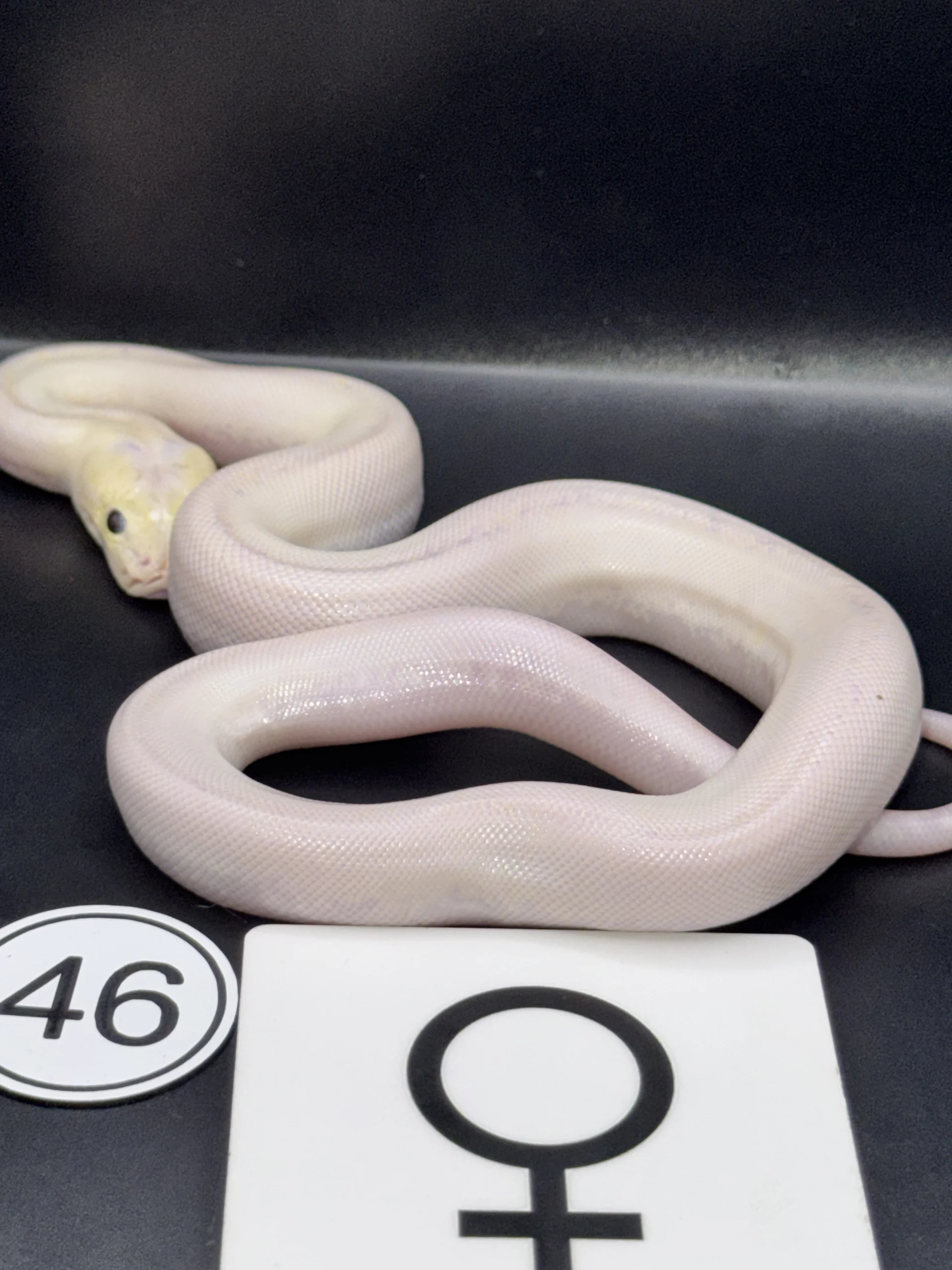 Burmese Python extremely light, pattern-reduced type with broken lateral band – pied-like effect NZ-2026-46