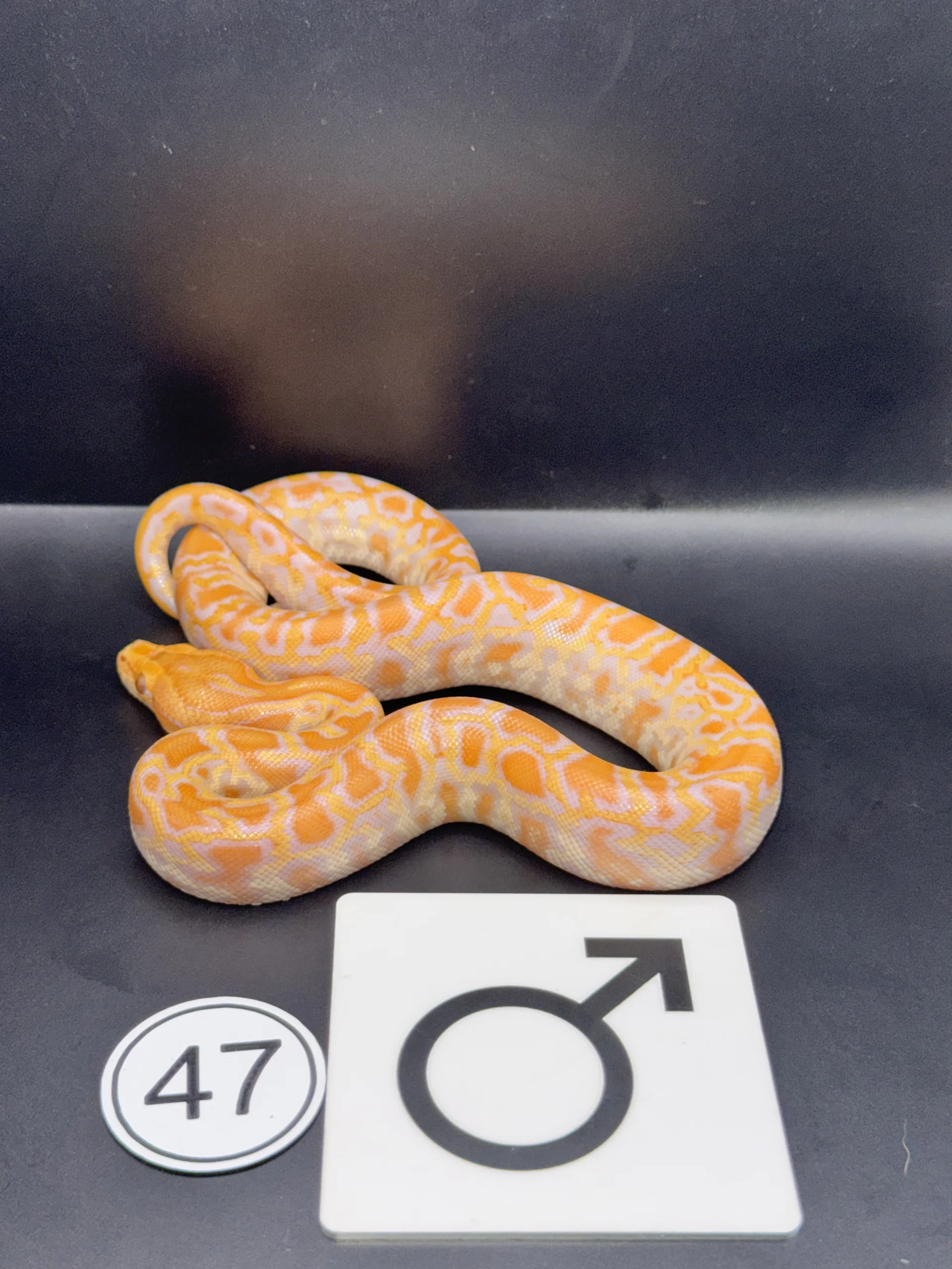 Burmese Python Hypo-/Caramel NZ-2026-47