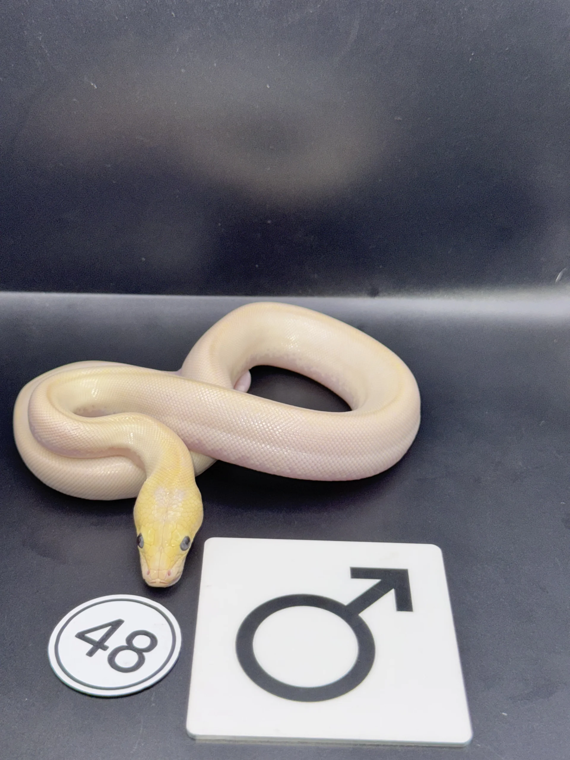 Burmese Python extremely light, pattern-reduced type with broken lateral band – pied-like effect NZ-2026-48