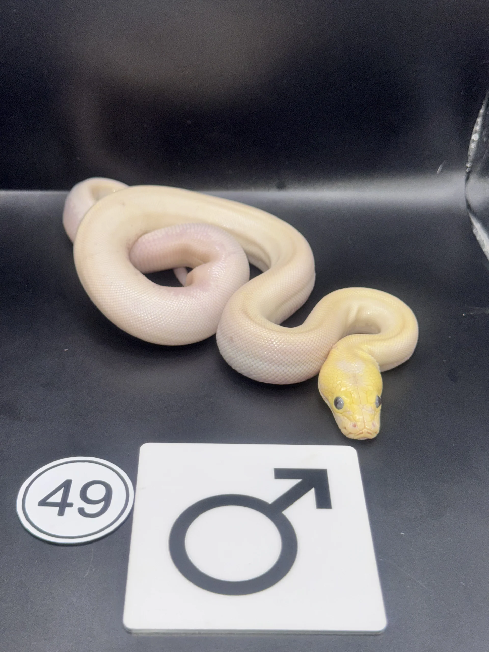 Burmese Python extremely light, pattern-reduced type with broken lateral band – pied-like effect NZ-2026-49